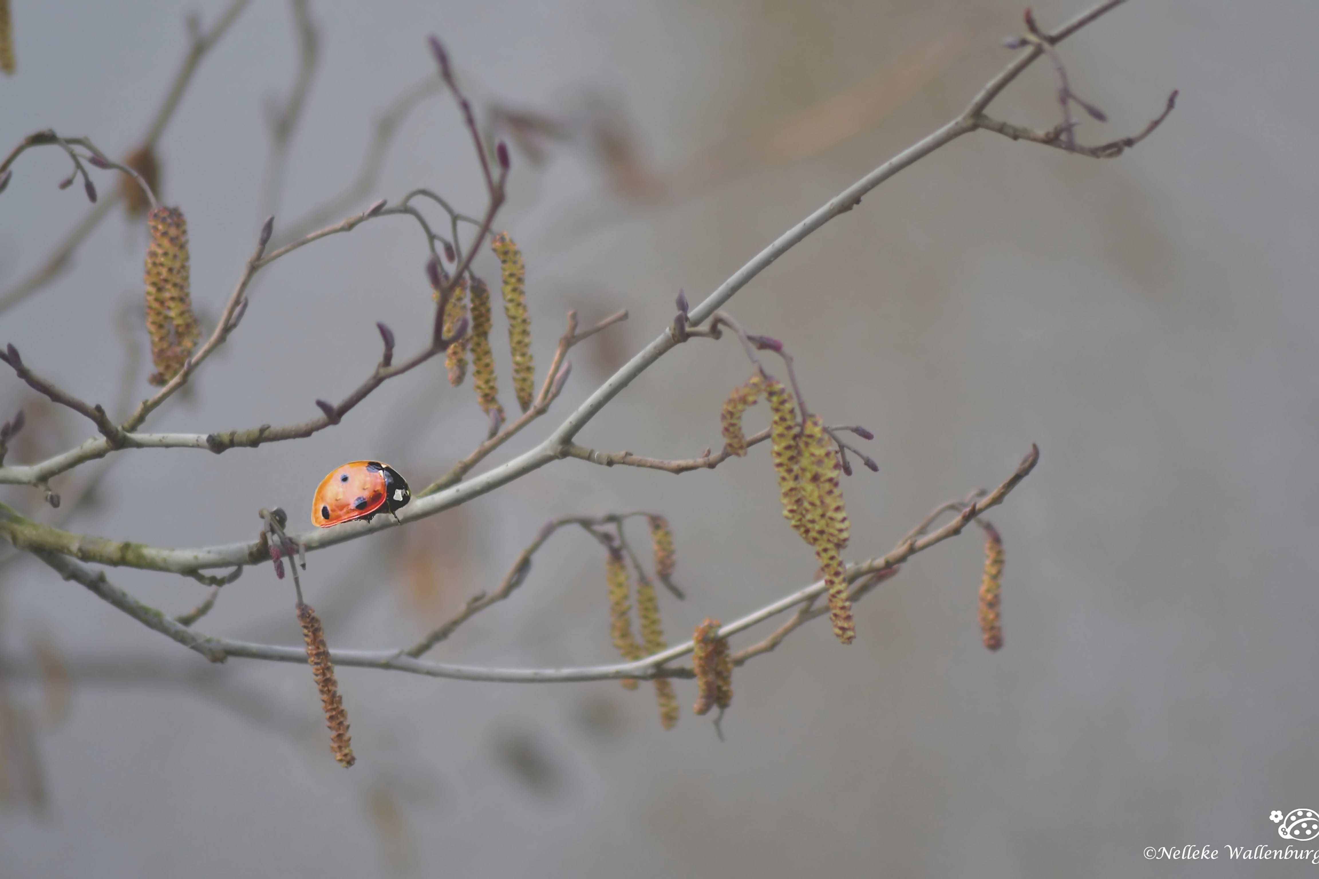 lieveheersbeestje-misty-morning