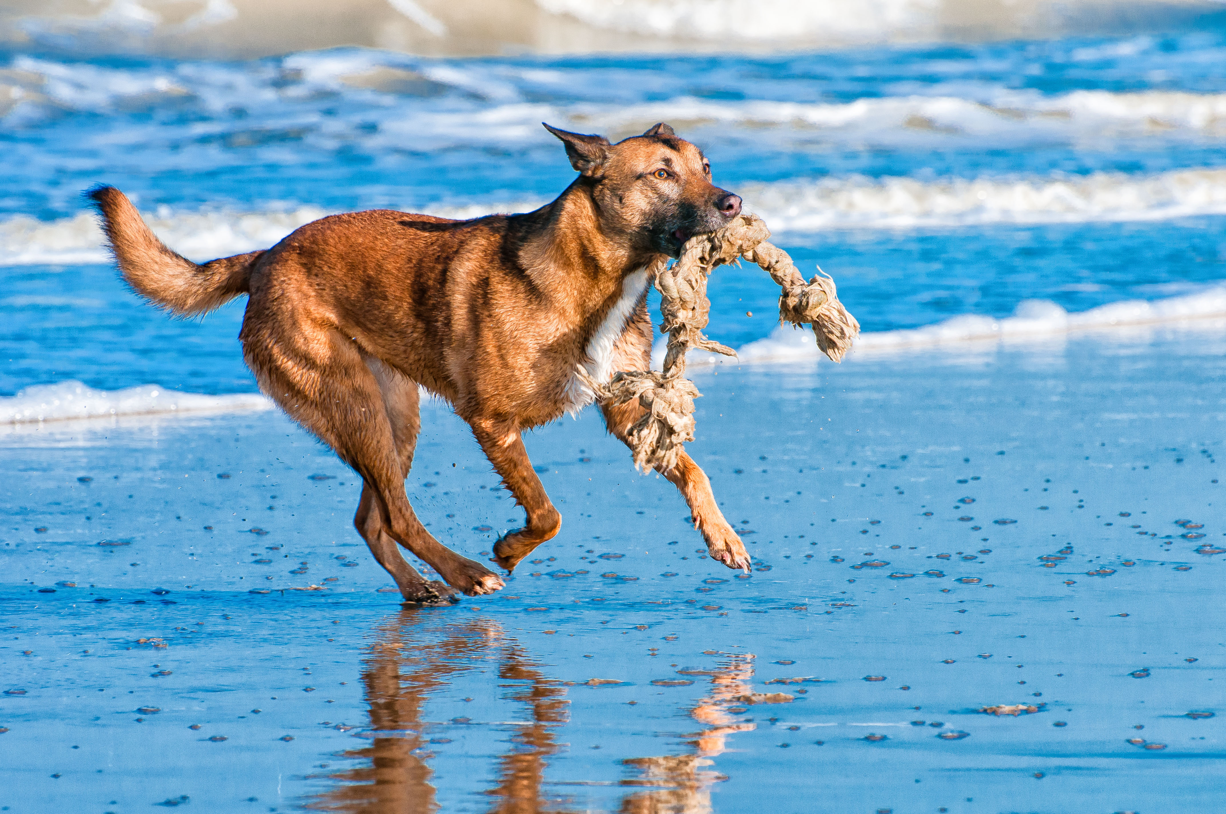 myla-muis-at-the-beach