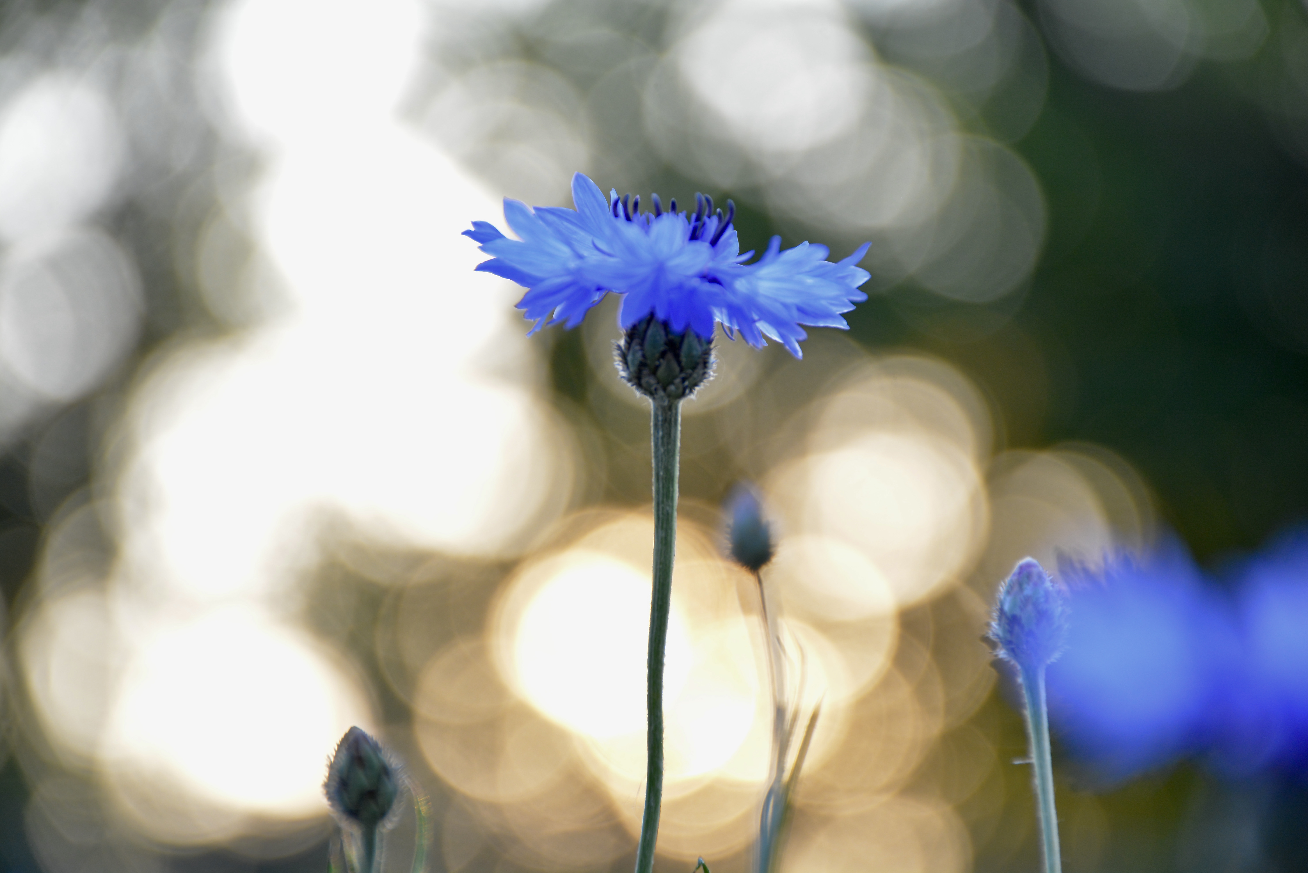 korenbloem-1