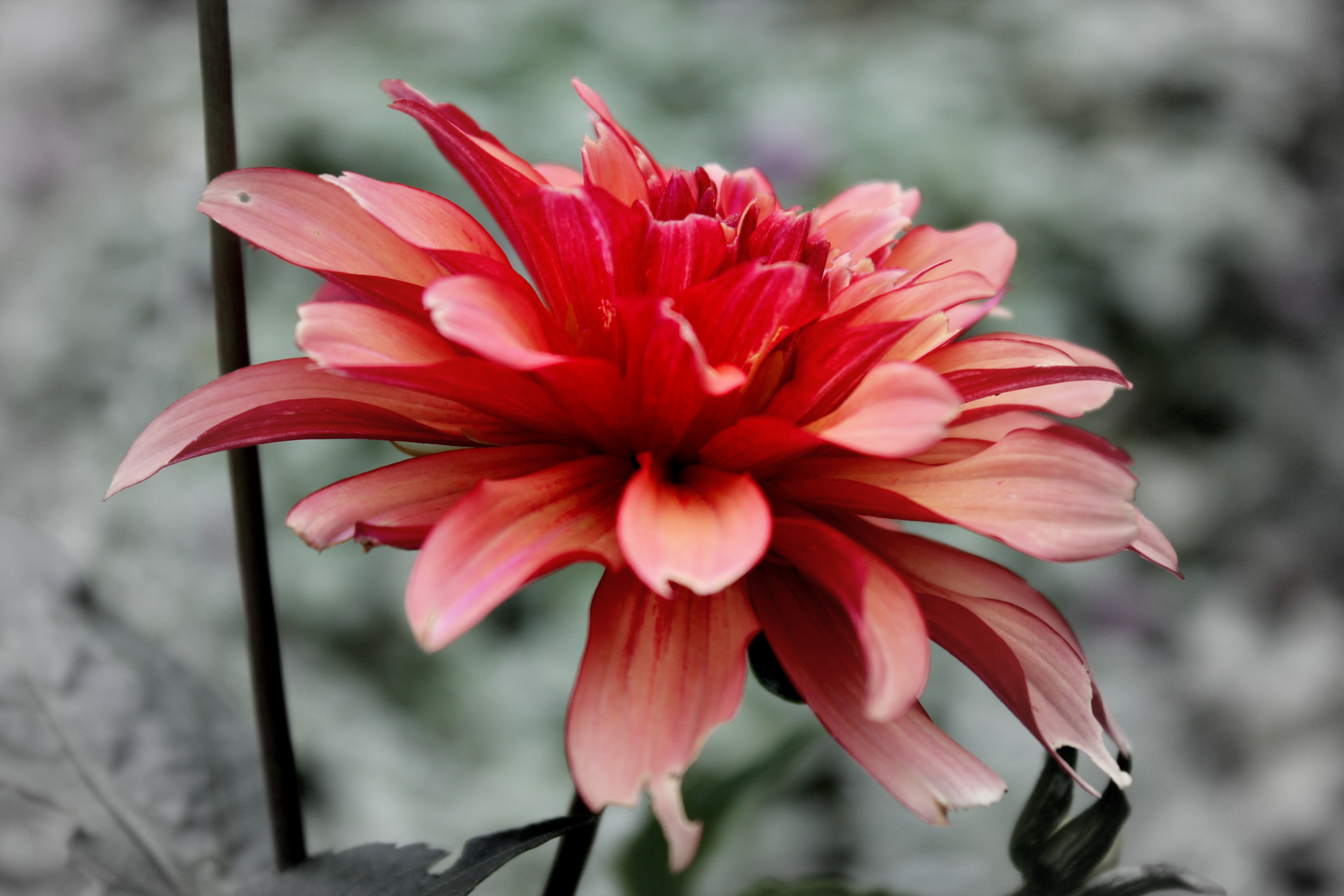 every-child-is-a-different-kind-of-flower-and-all-together-make-this-world-a