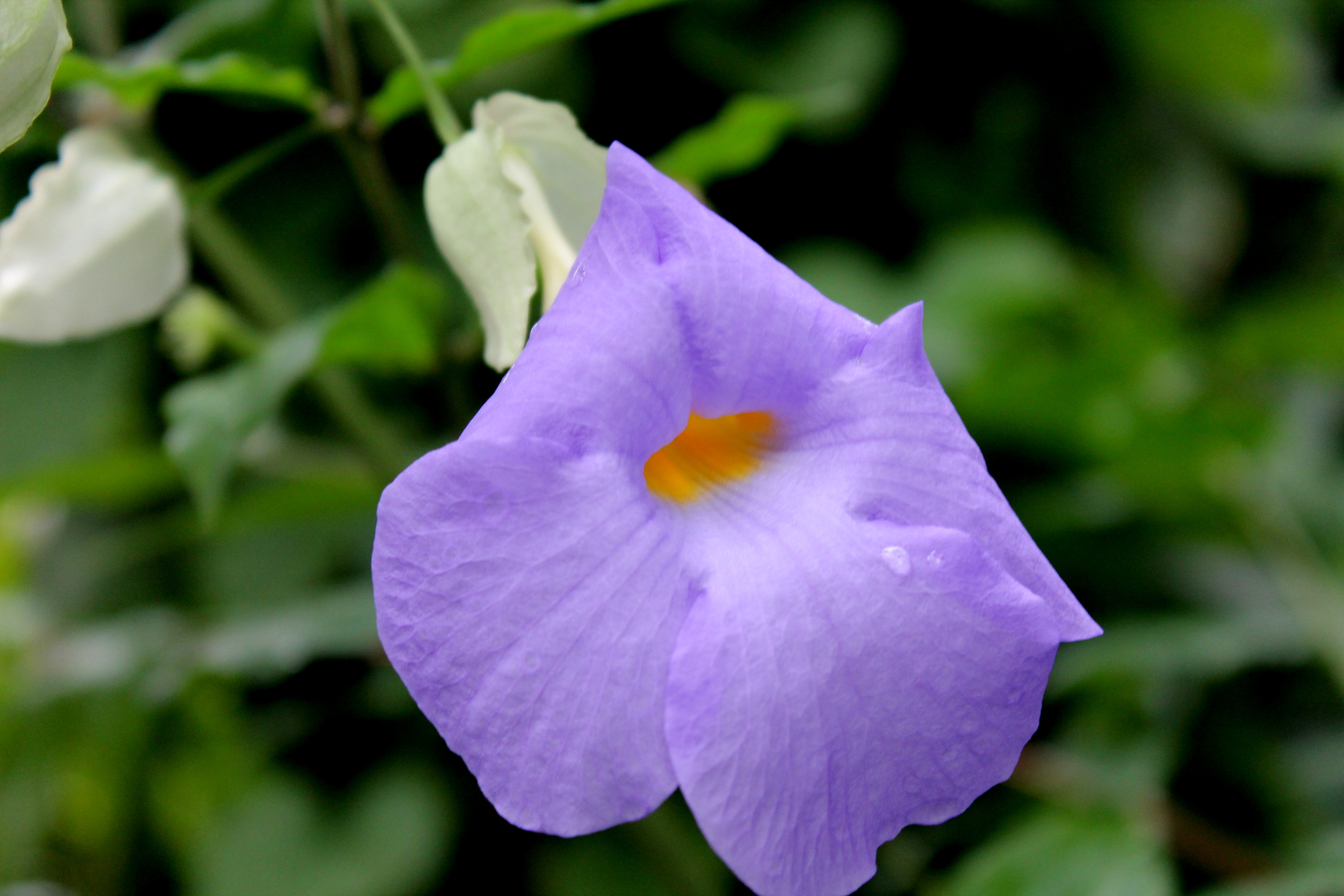 als-ik-een-bloem-zou-zijn-zou-ik-dan-weten-wanneer-ik-moet-verwelken-nu-nog
