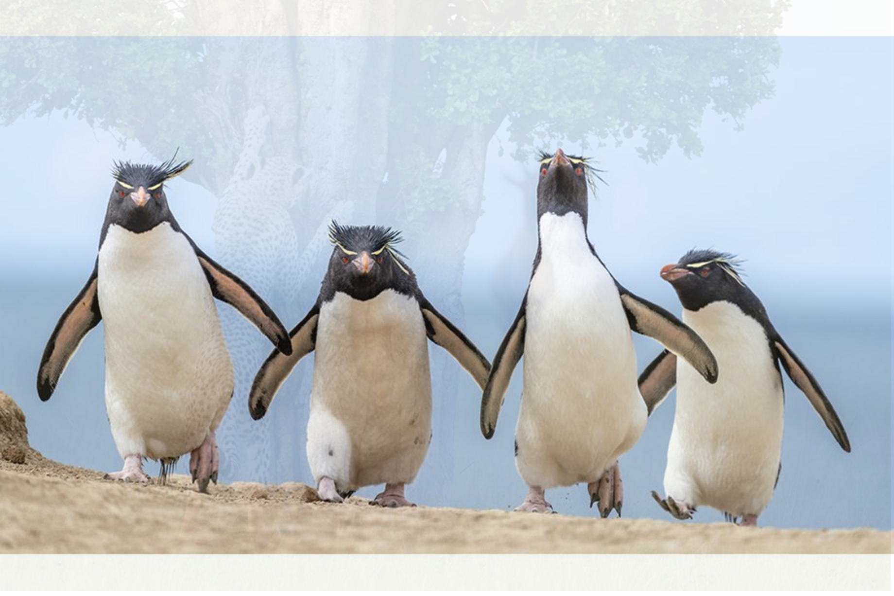 nikon-comedy-wildlife