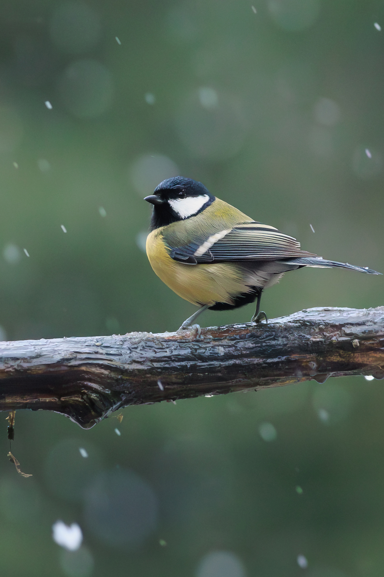 koolmeesje-tijdens-een-sneeuwbui