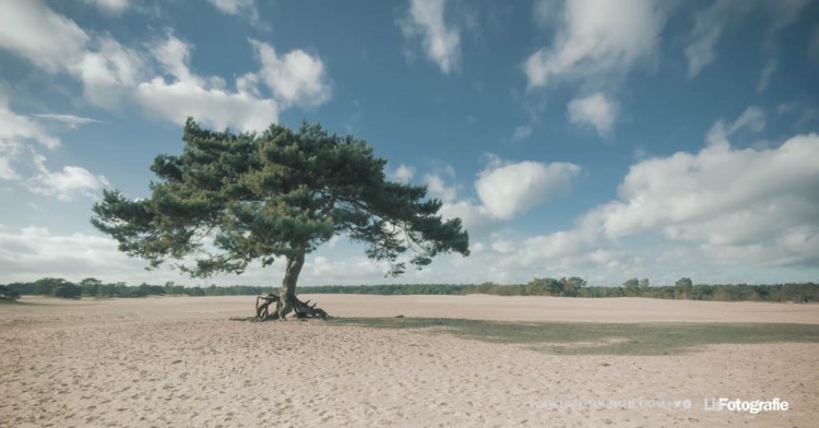 the-roots-will-tell-your-journey