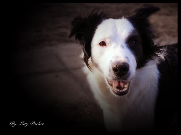 border-collie