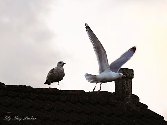 seagulls-1