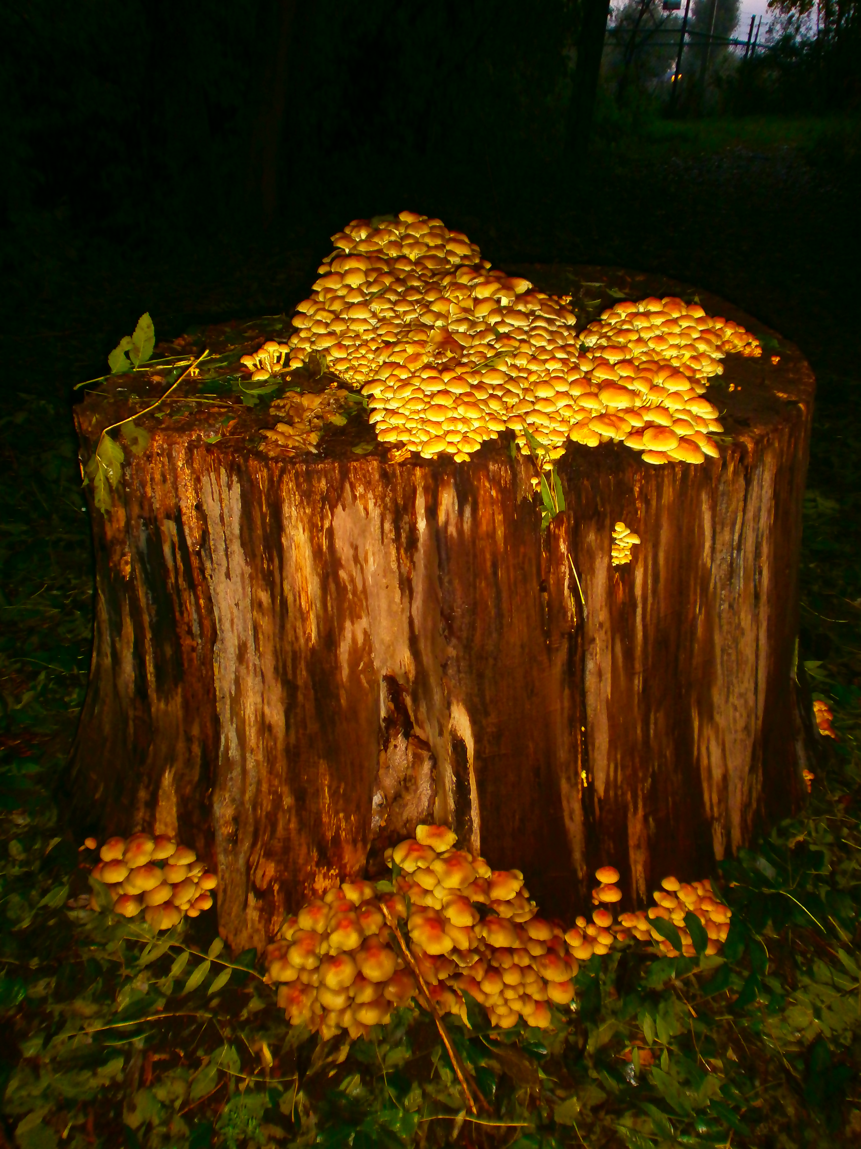 mooi-aanzicht-paddestoelen-op-boomstronk