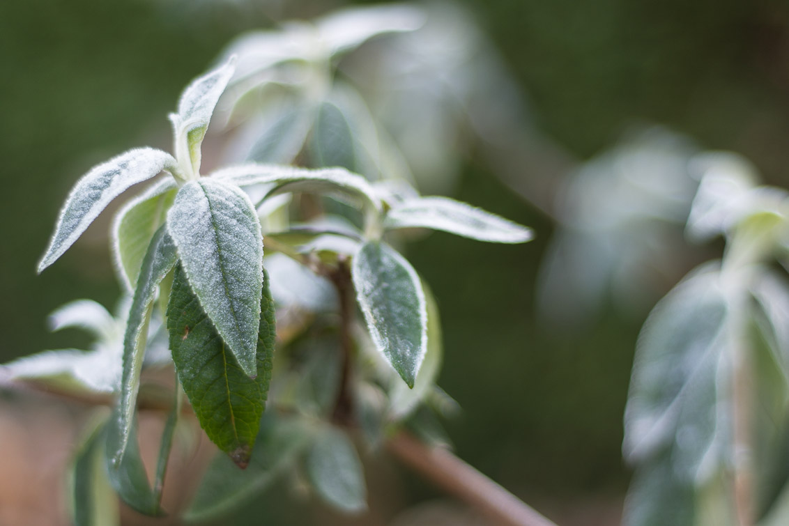 frosty-buddleja