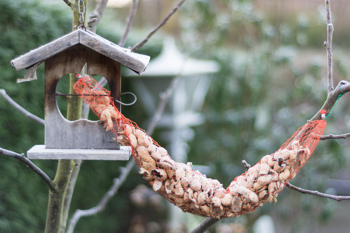 waiting-for-the-birds