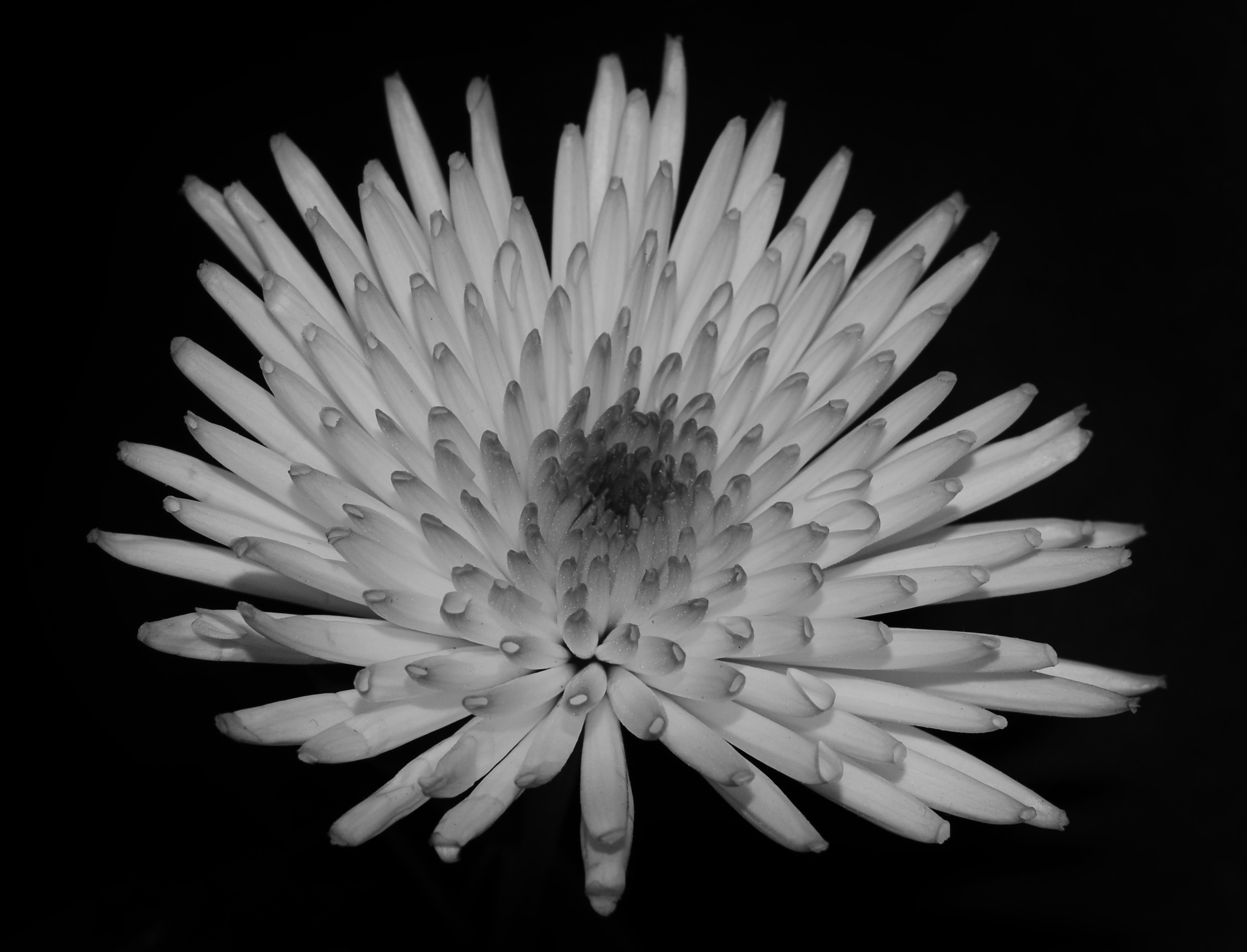 flowers-b-w