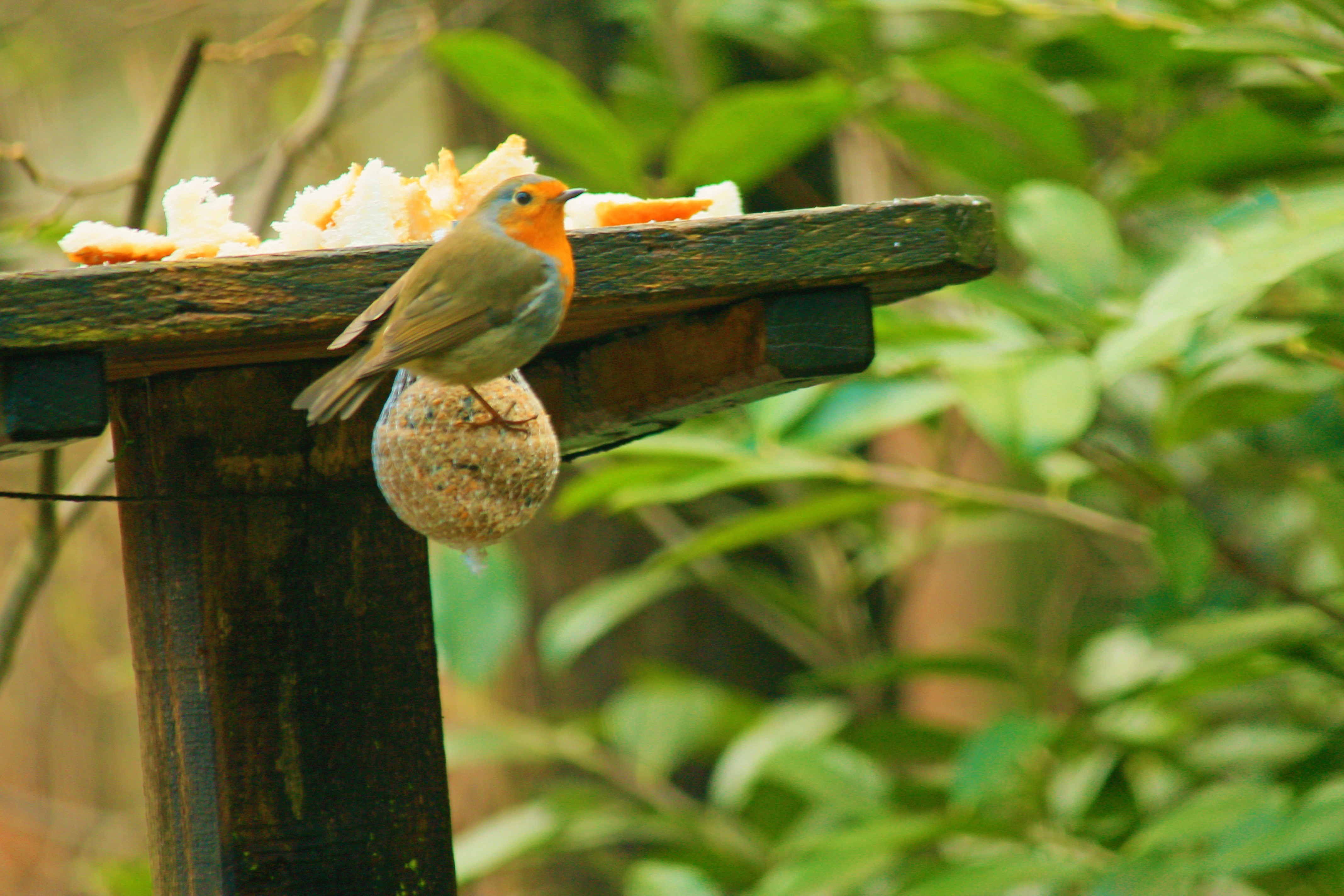 vakantiepark-heihaas