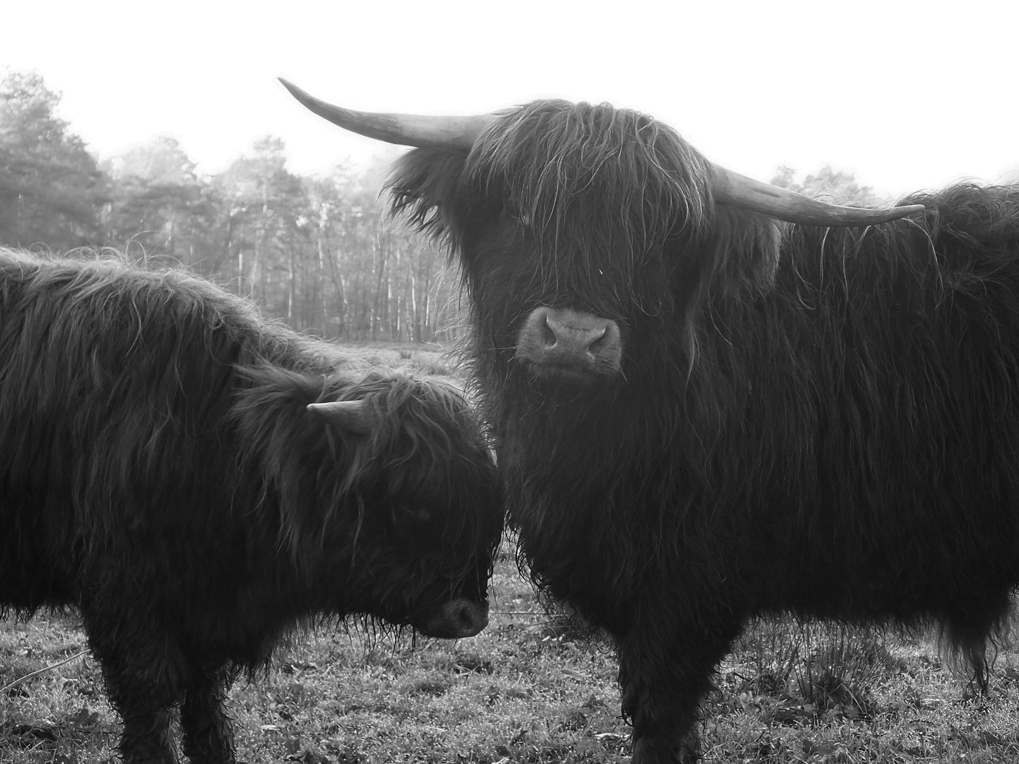 schotse-hooglanders-4