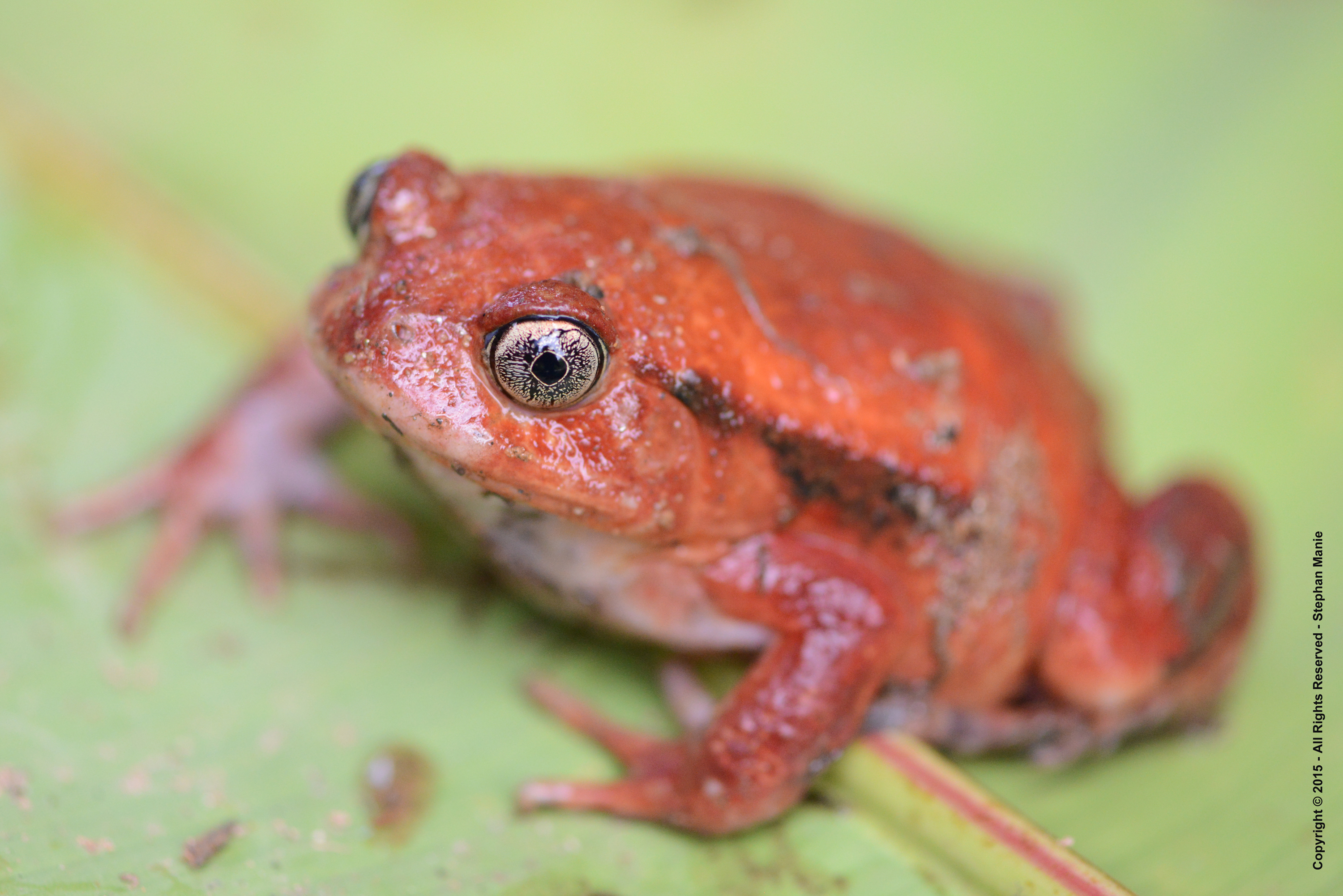 tomaat-kikker-madagascar