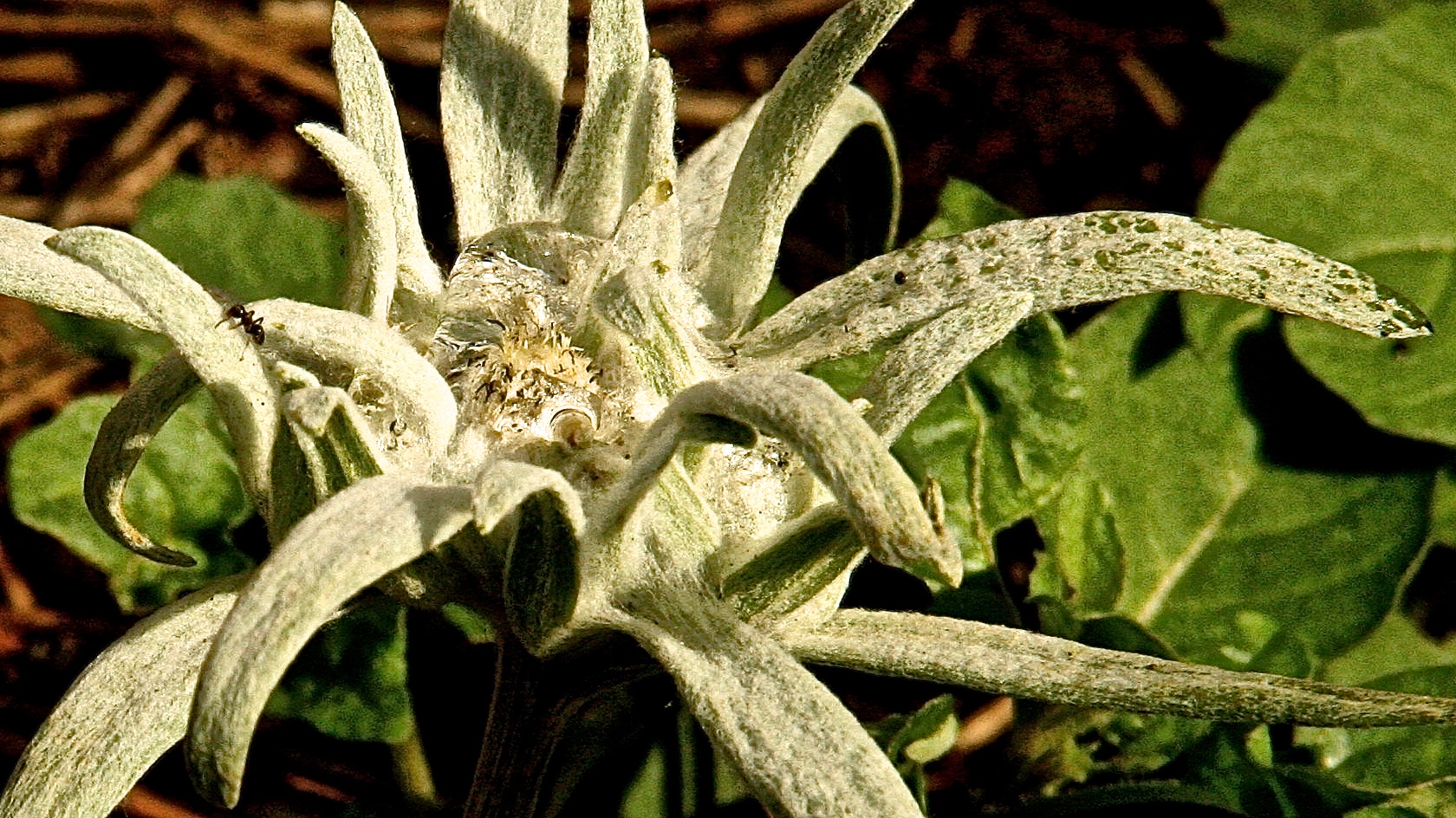 mier-op-edelweisbloem