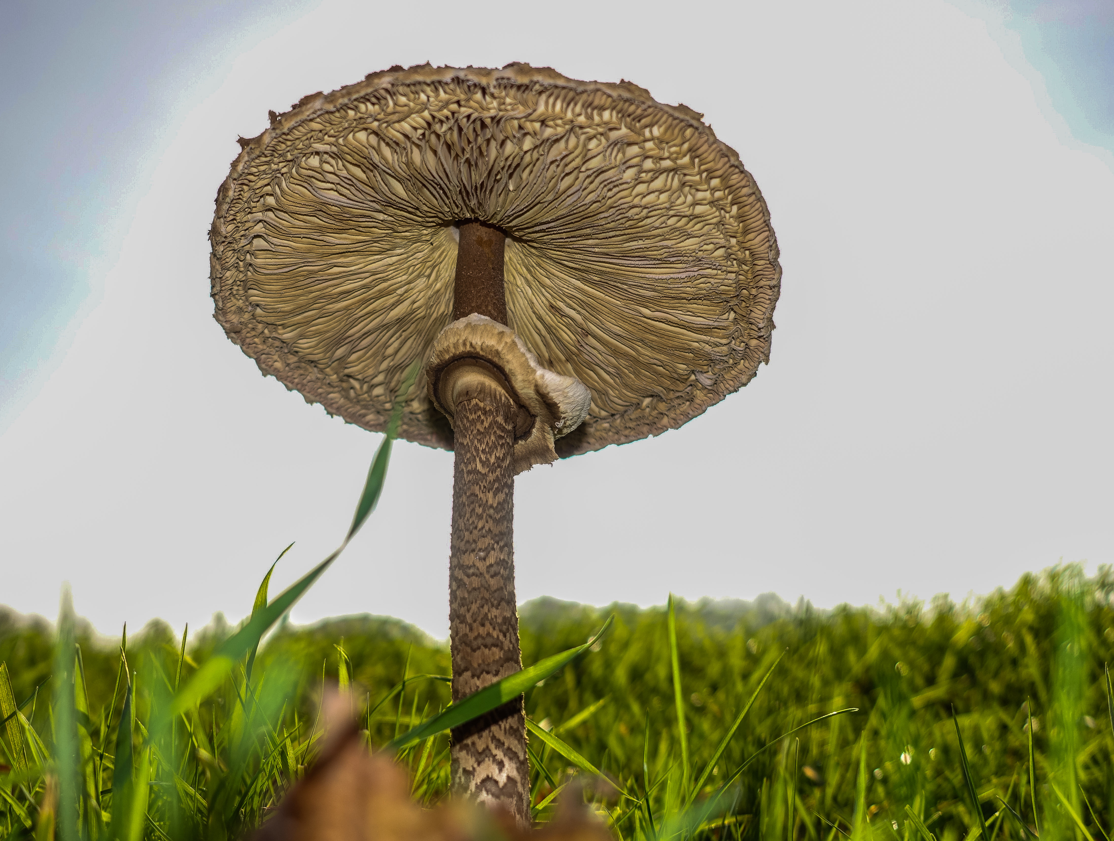 paddestoel-in-de-zon