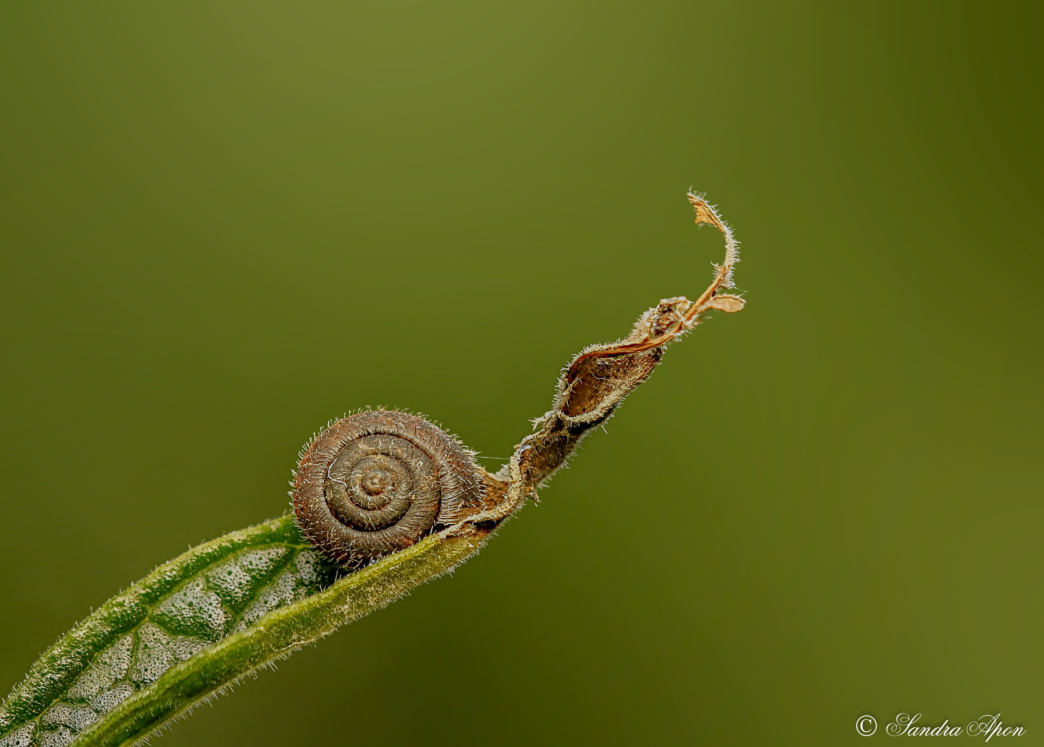 gewone-haarslak-trichia-hispida