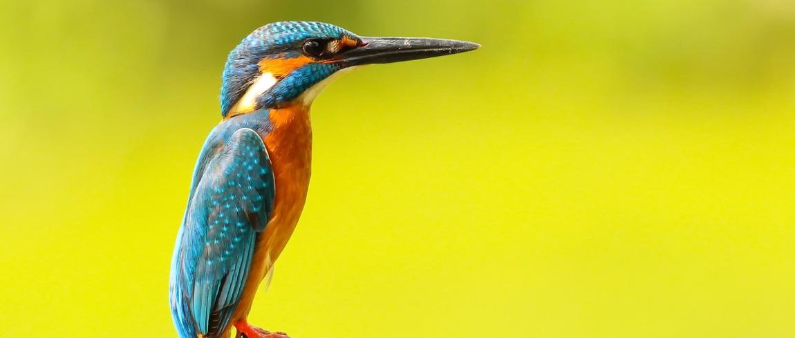 hoe-maak-je-die-haarscherpe-van-zeer-dichtbij-vastgelegde-fotos-van-vogels