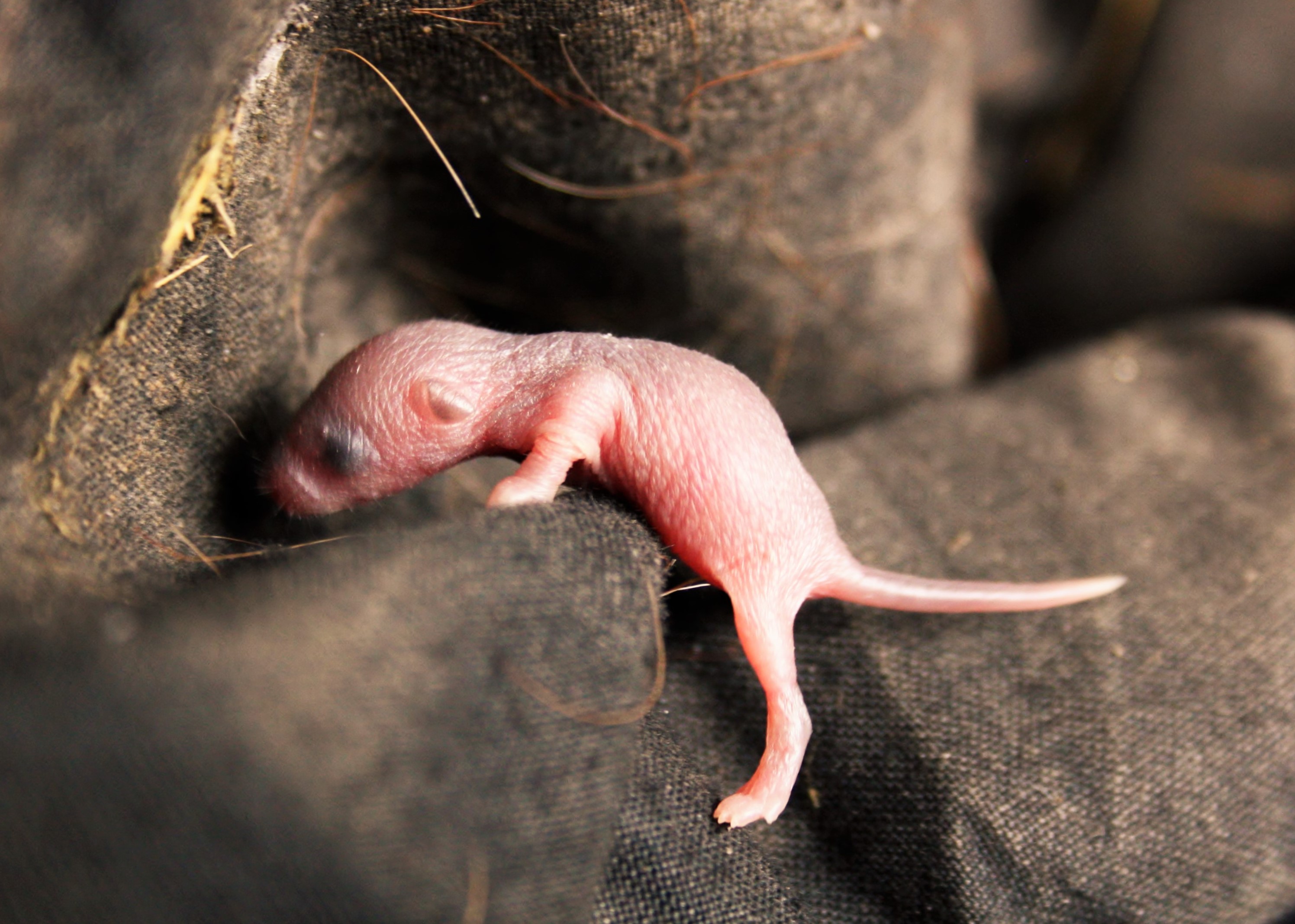 extreem-jong-en-sterk