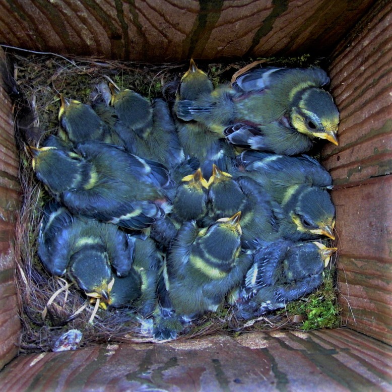 extreem-veel-jonge-pimpelmeesjes