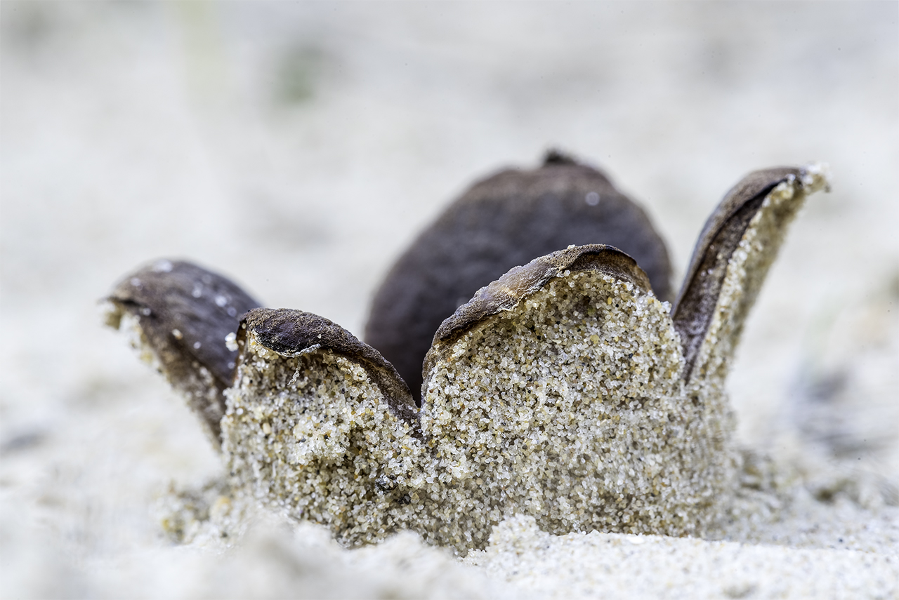 zandtulpje-een-paddenstoel-van-het-duin