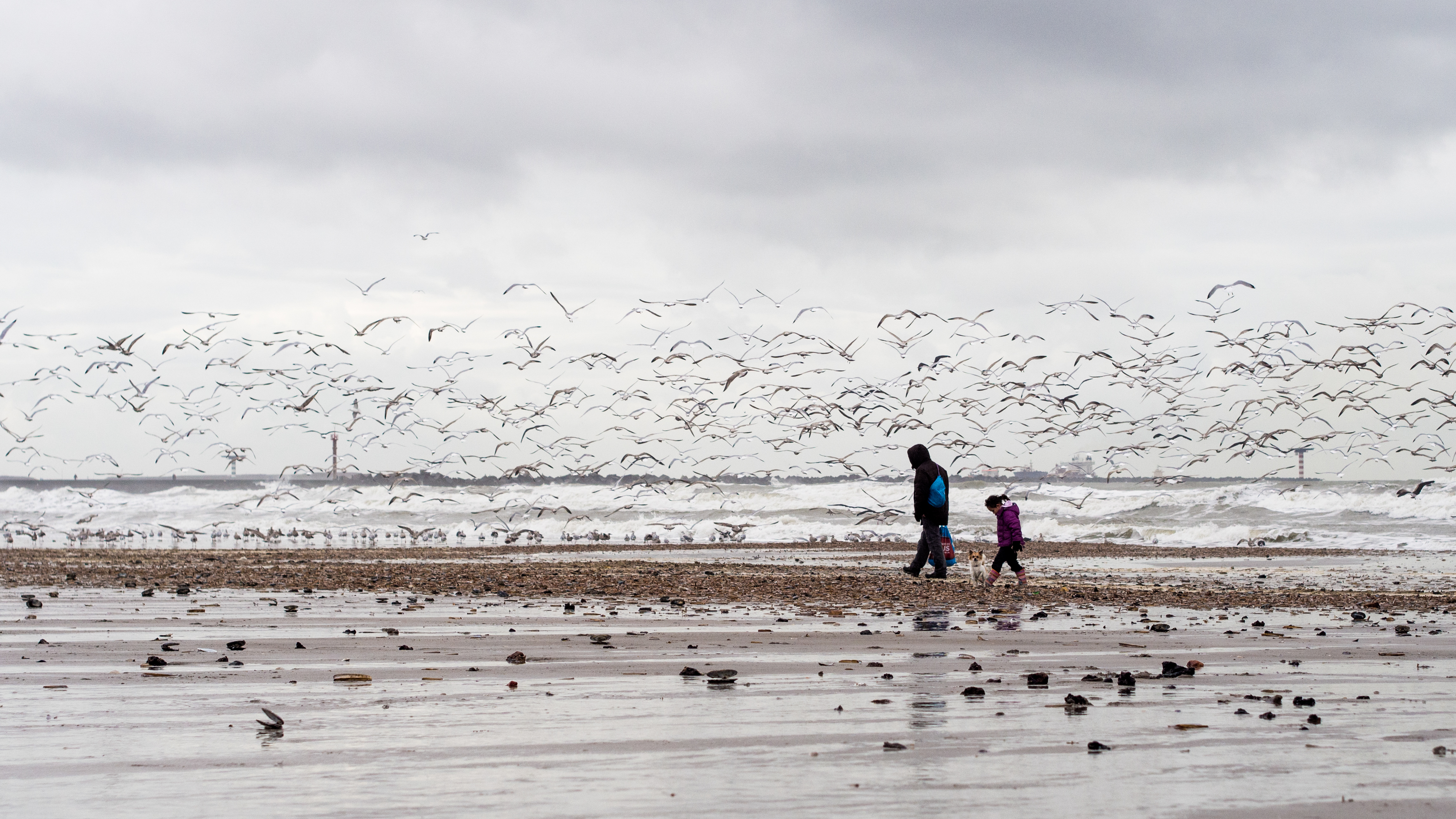 vader-dochter-en-hond-langs-de-hollandse-kust