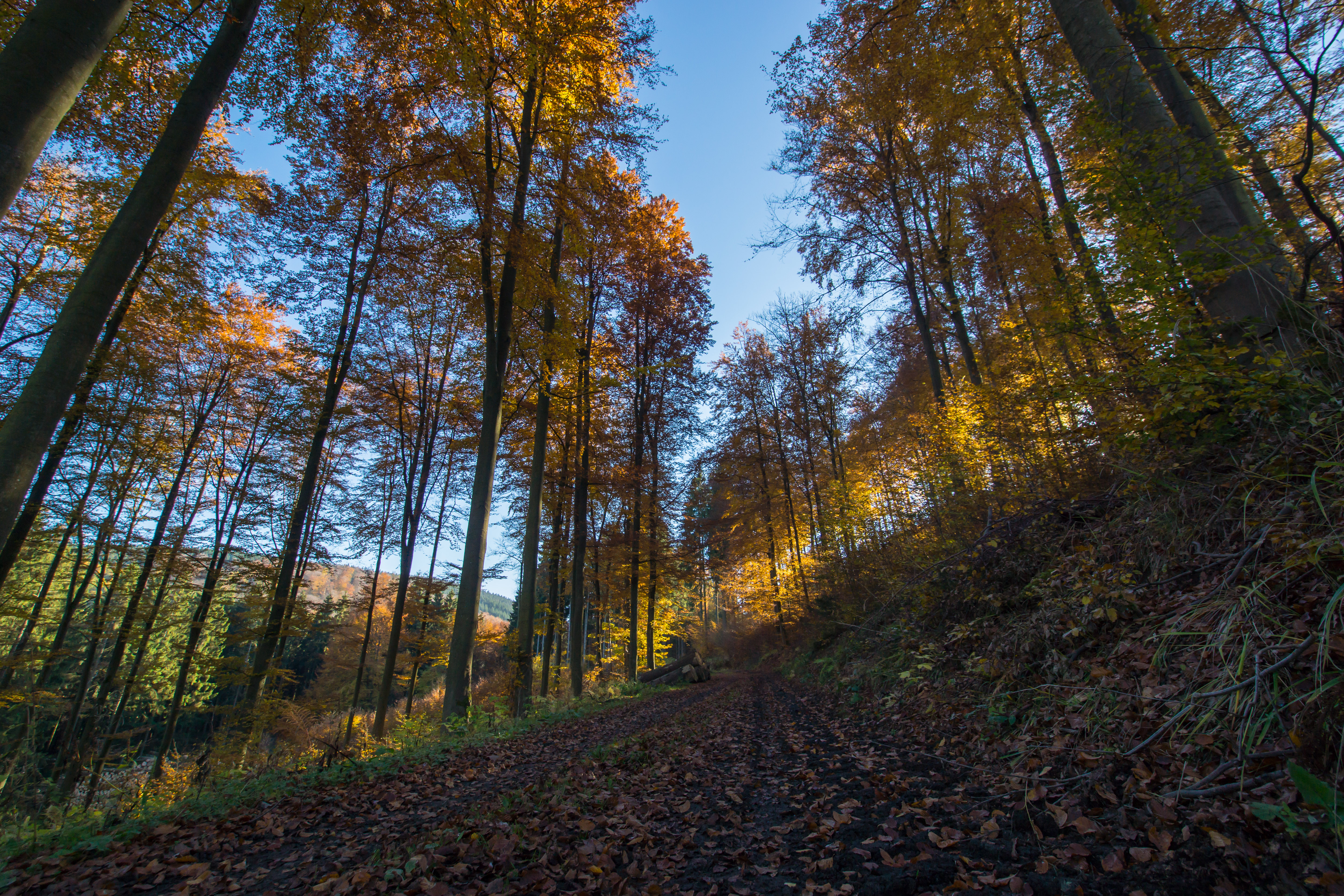 herfstzon-door-de-kalende-bomen