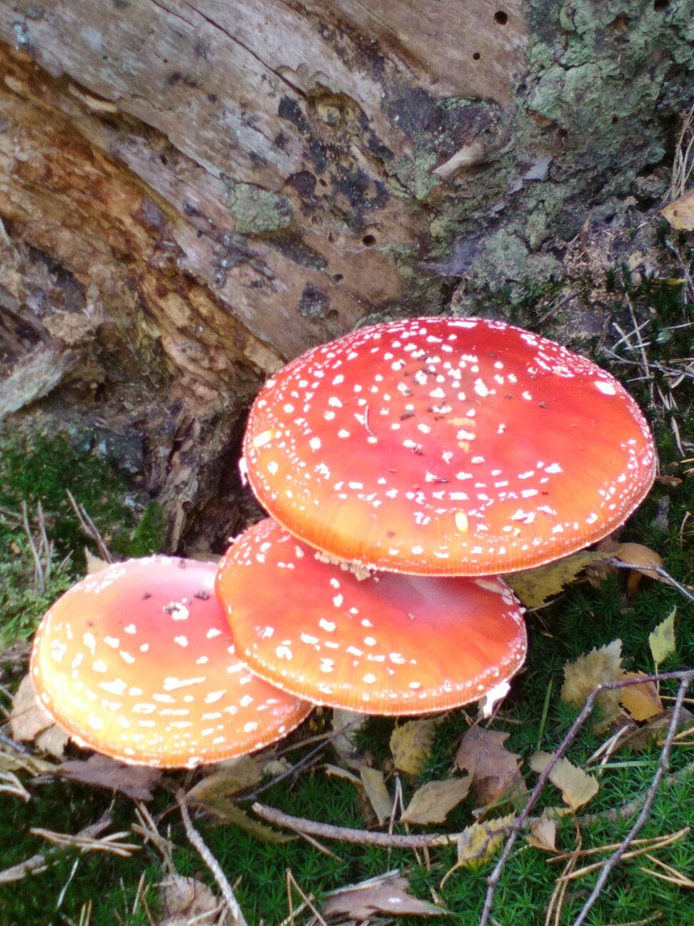 rood-met-witte-stippen-4