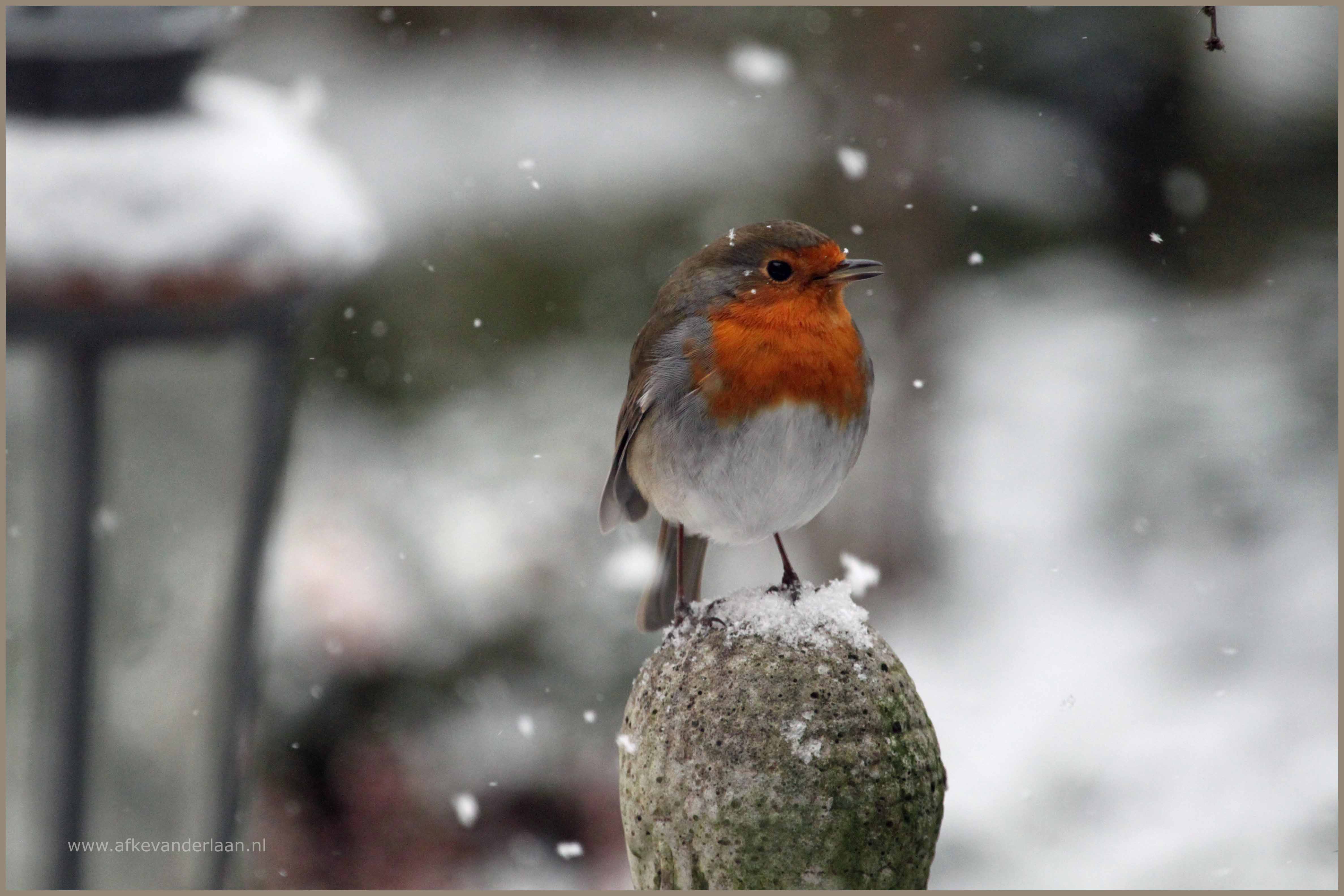 roodborstje-in-de-sneeuw-1