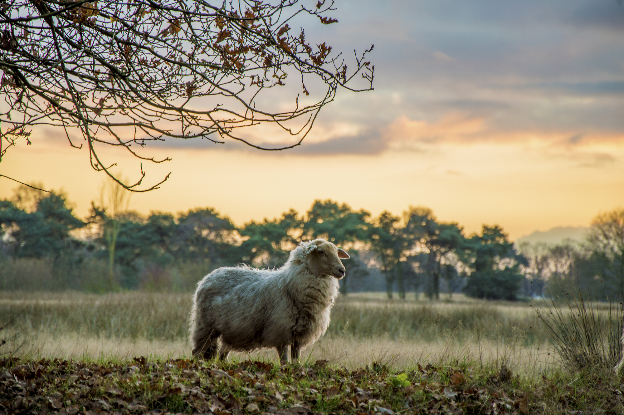 kempische-heideschaap
