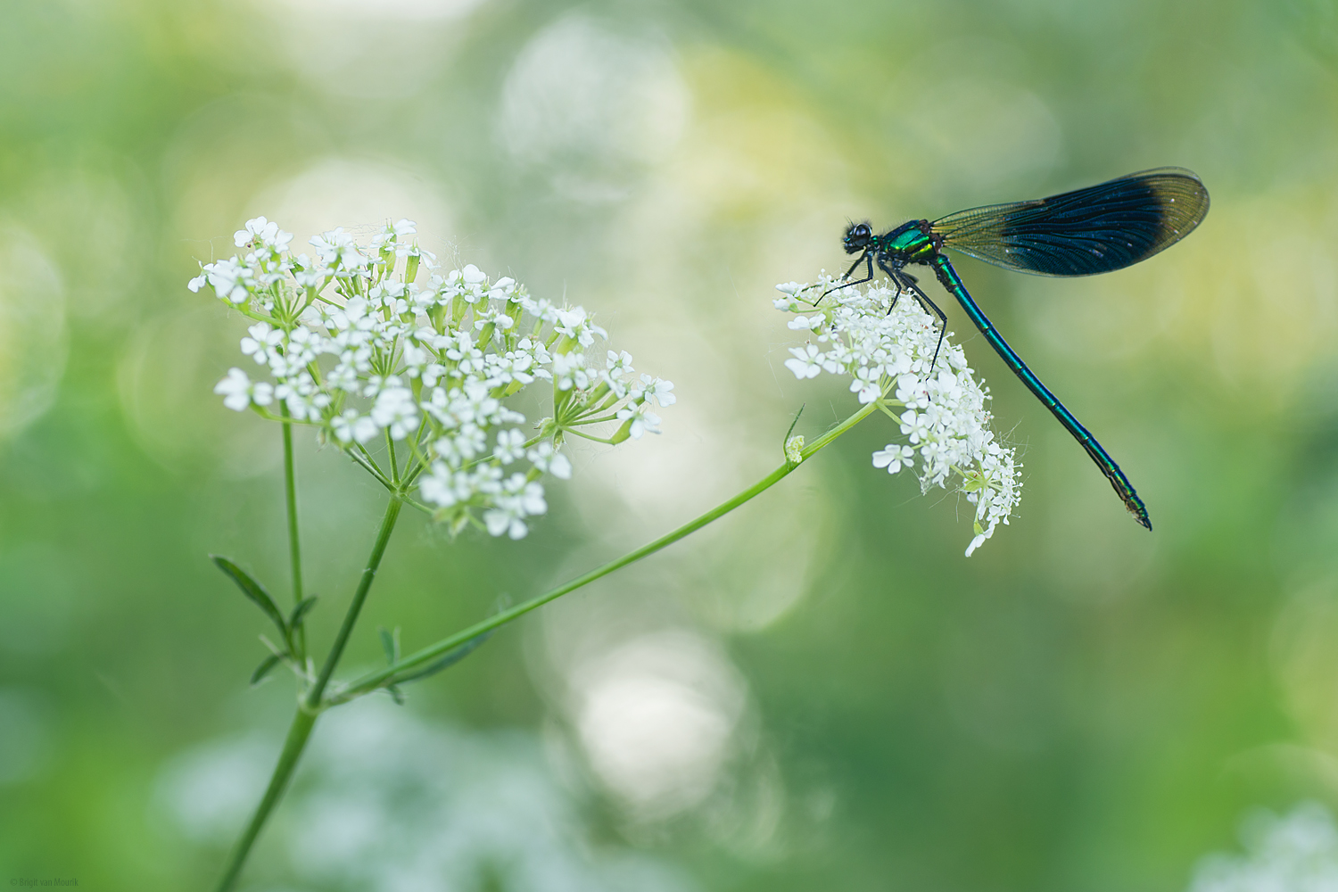 weidebeekjuffer-op-fluitekruid