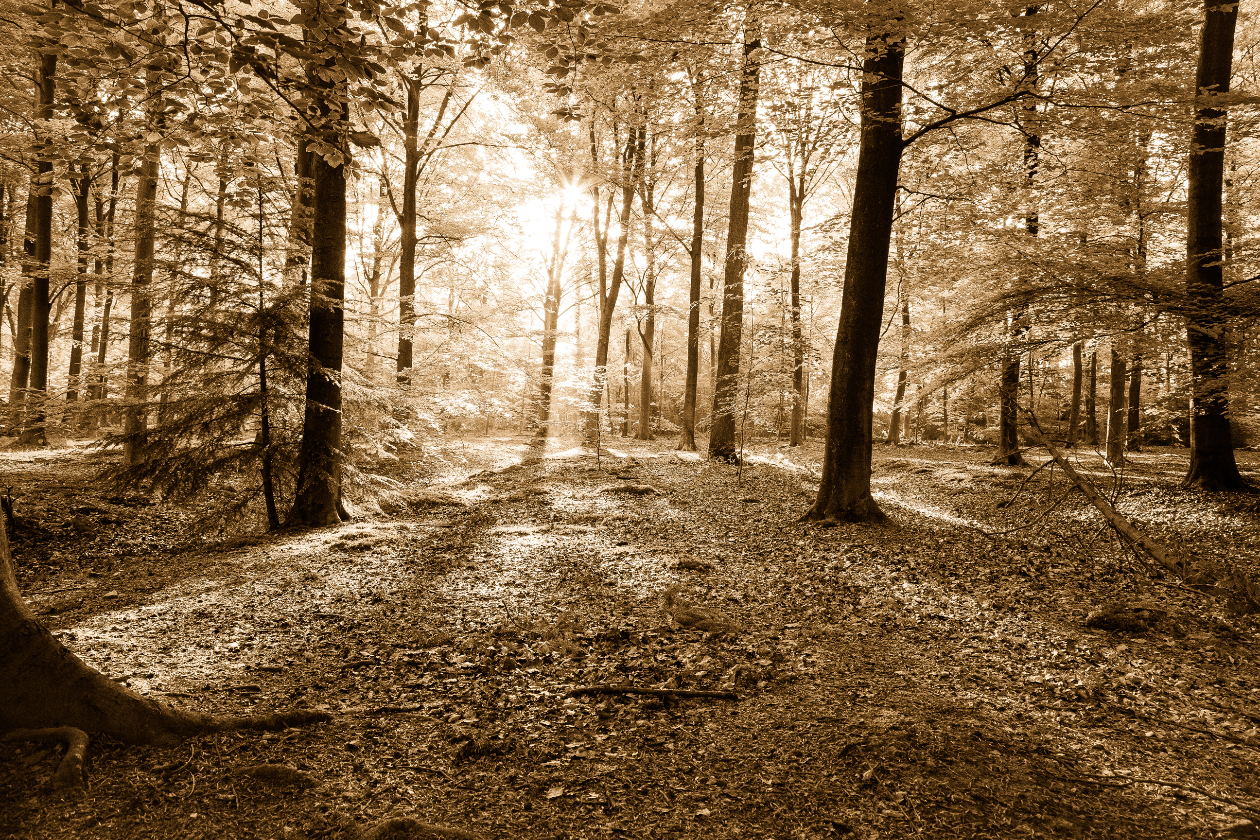 najaar-in-het-prachtige-mastbos-breda