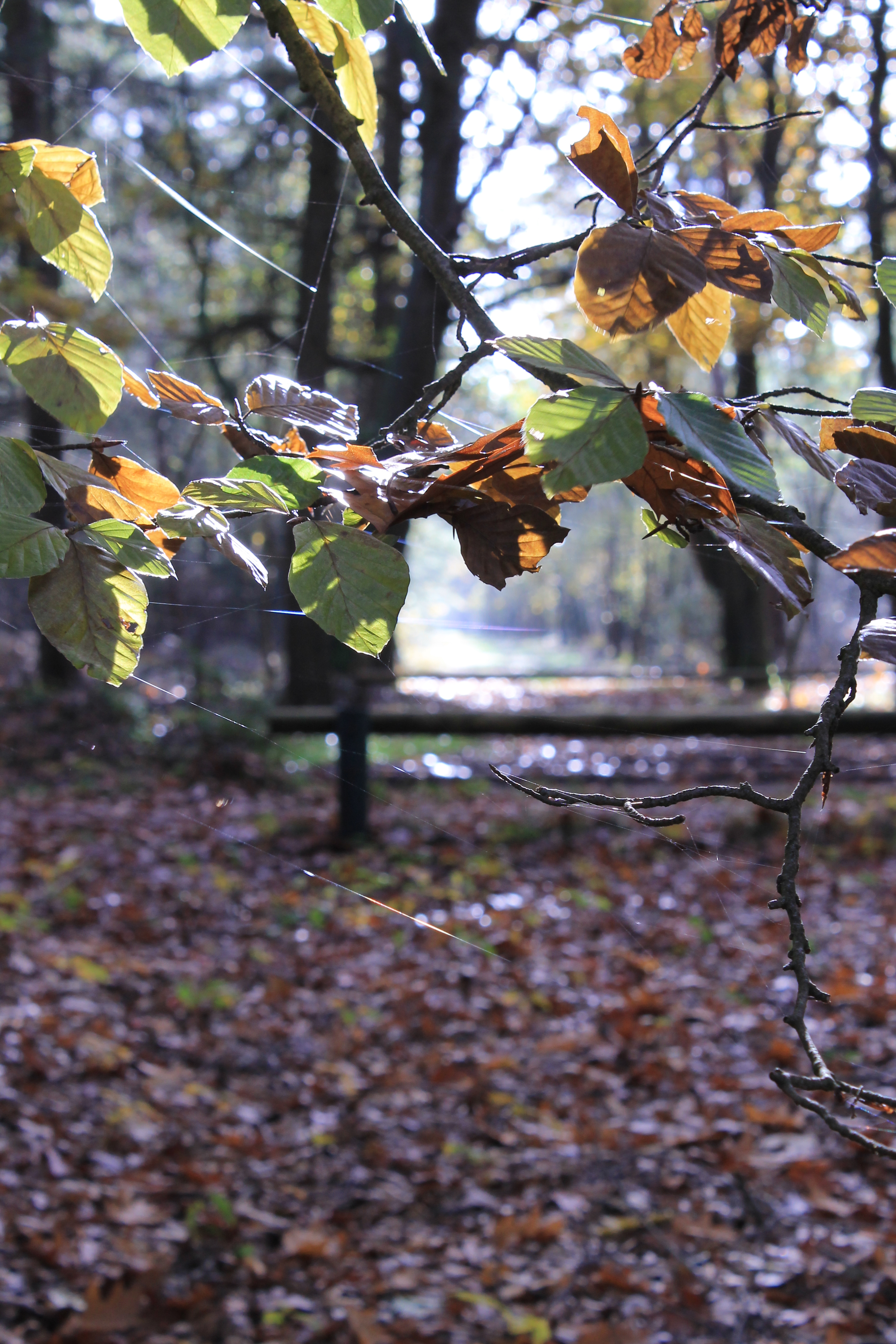 spinnenweb-in-tak-van-beuk