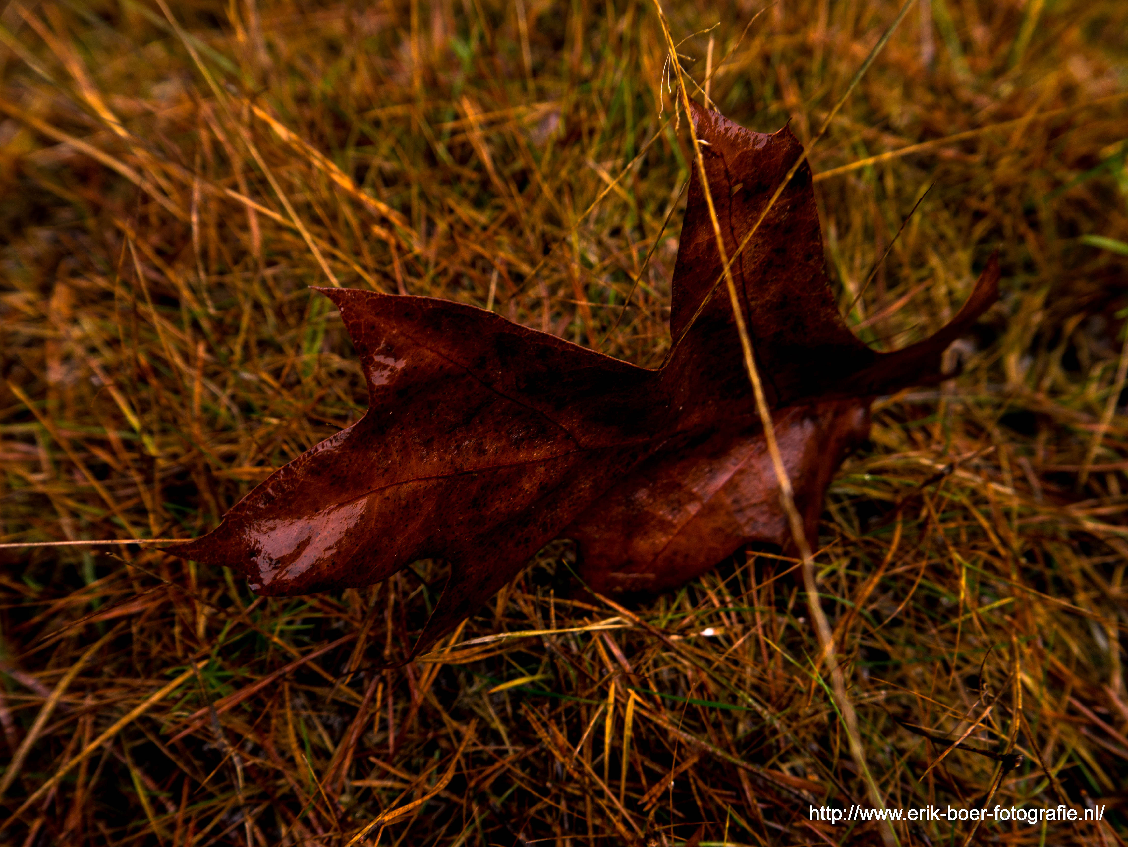 autumn-leaf-1