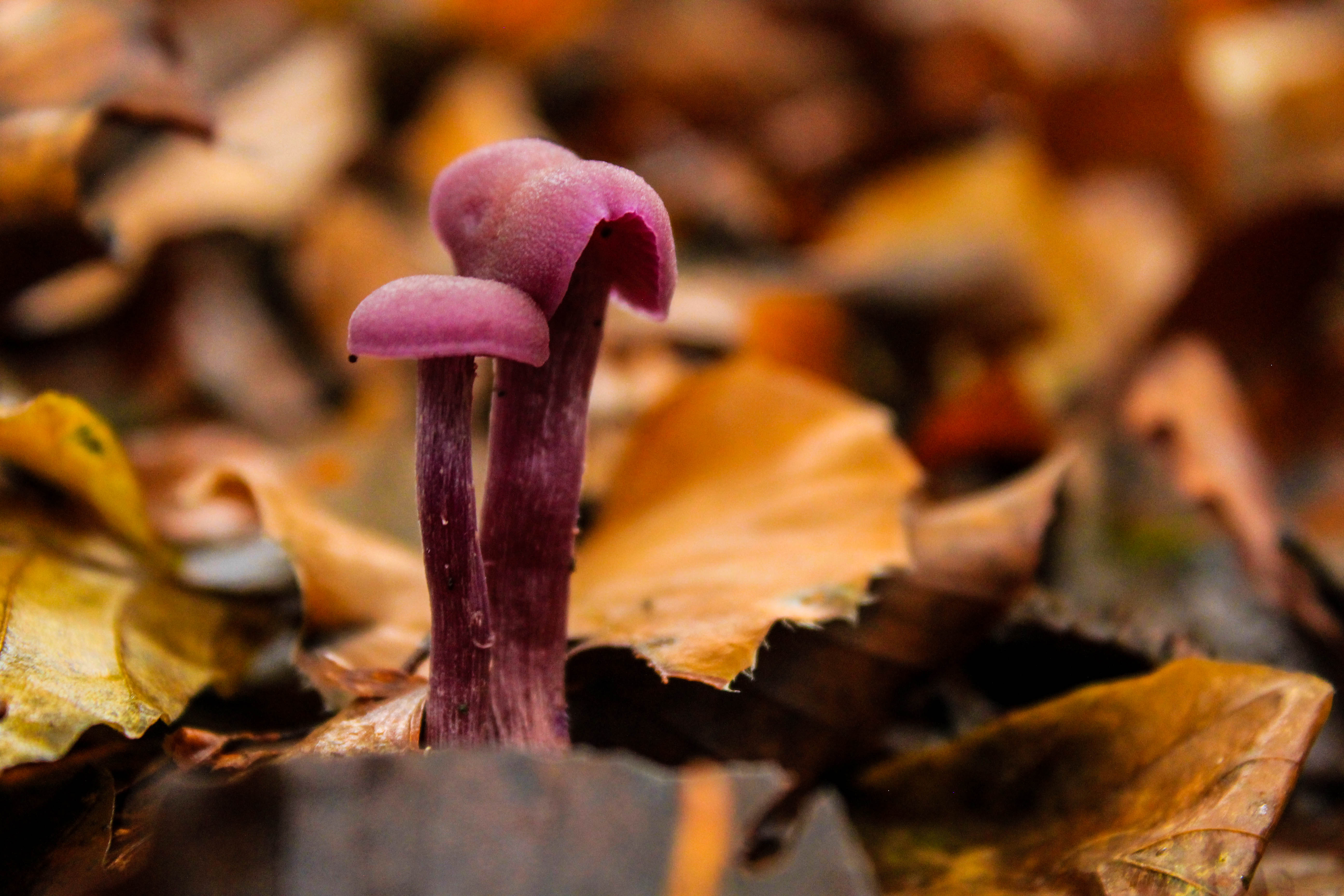 paarse-paddestoeltjes-in-het-bos