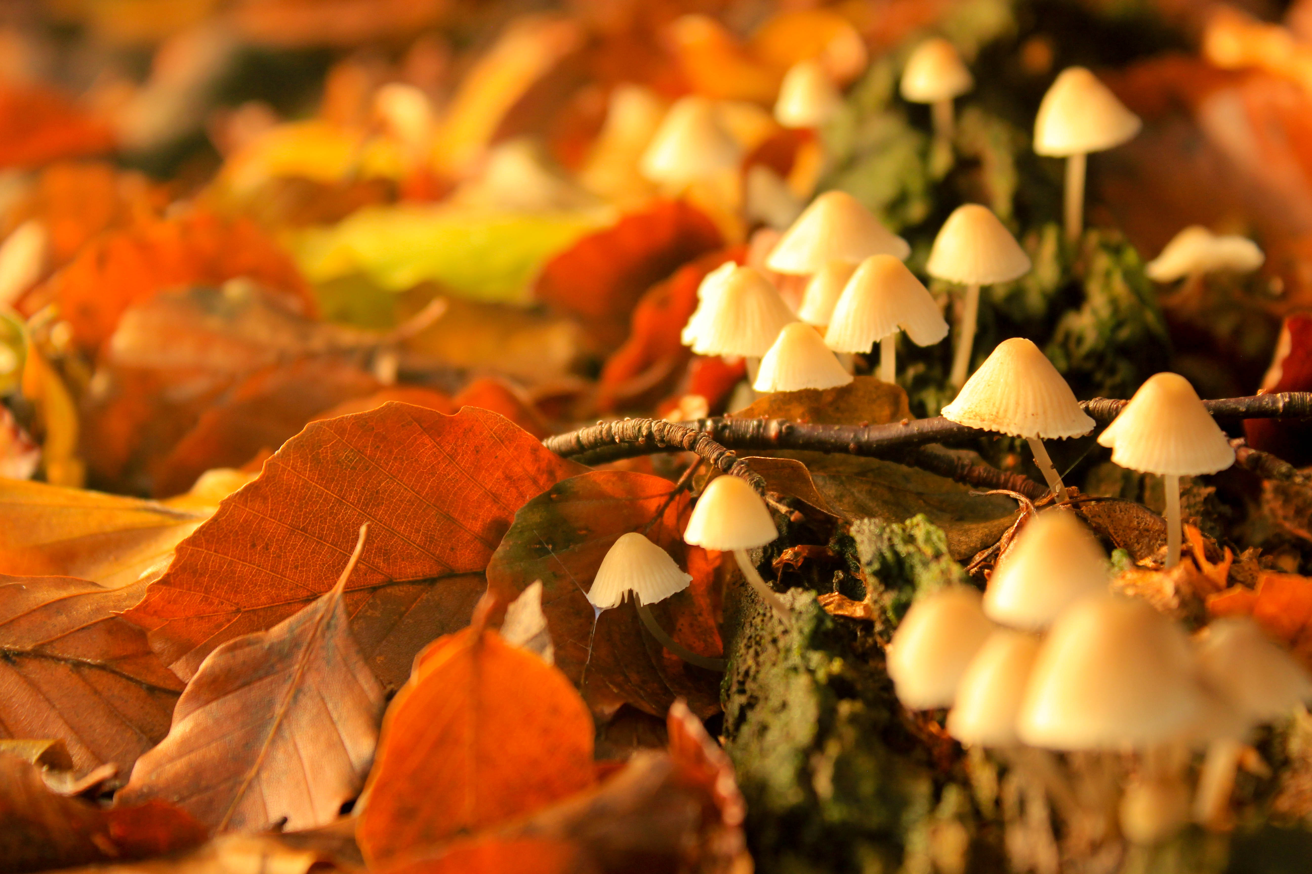 najaar-op-de-utrechtse-heuvelrug