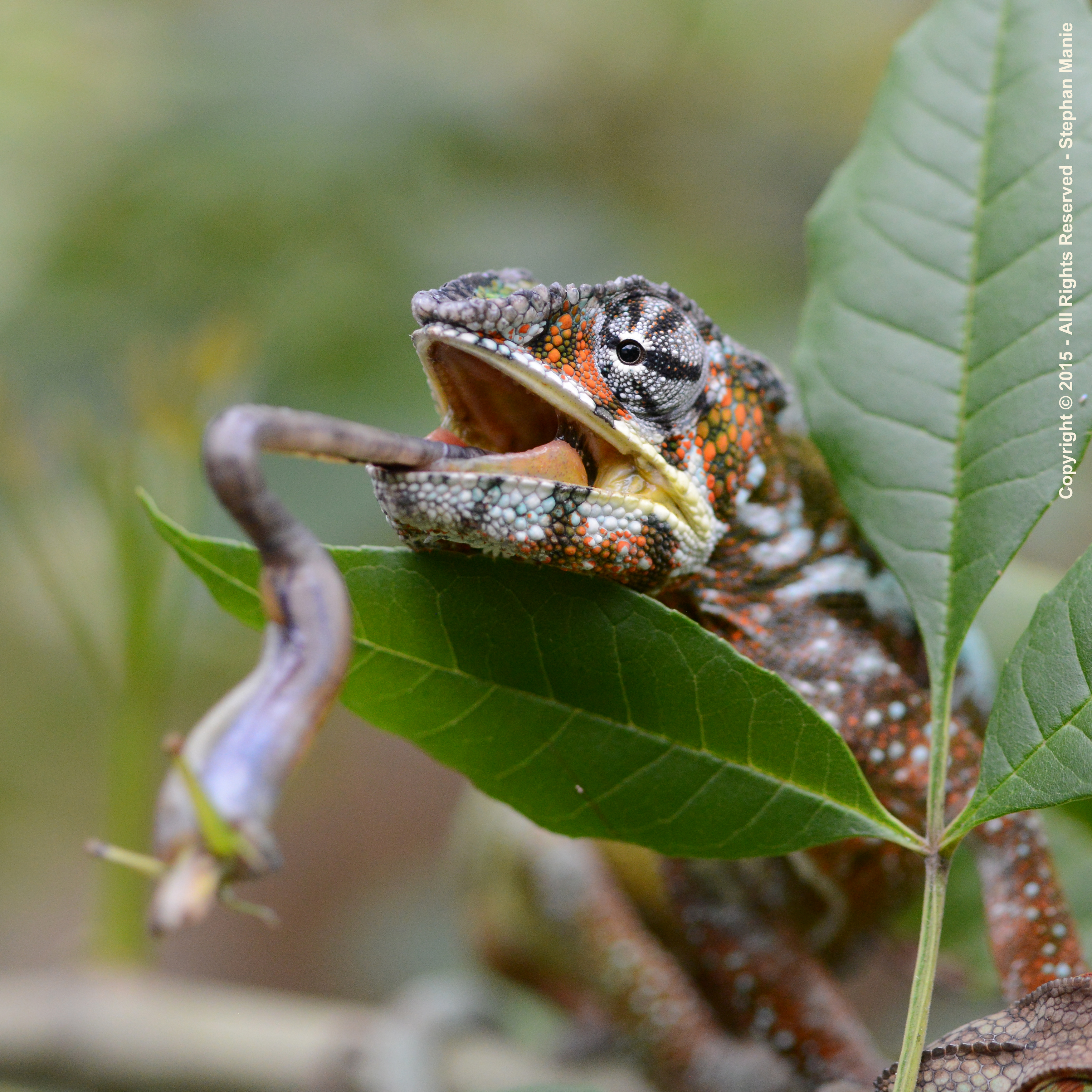 extreme-split-second-kameleon