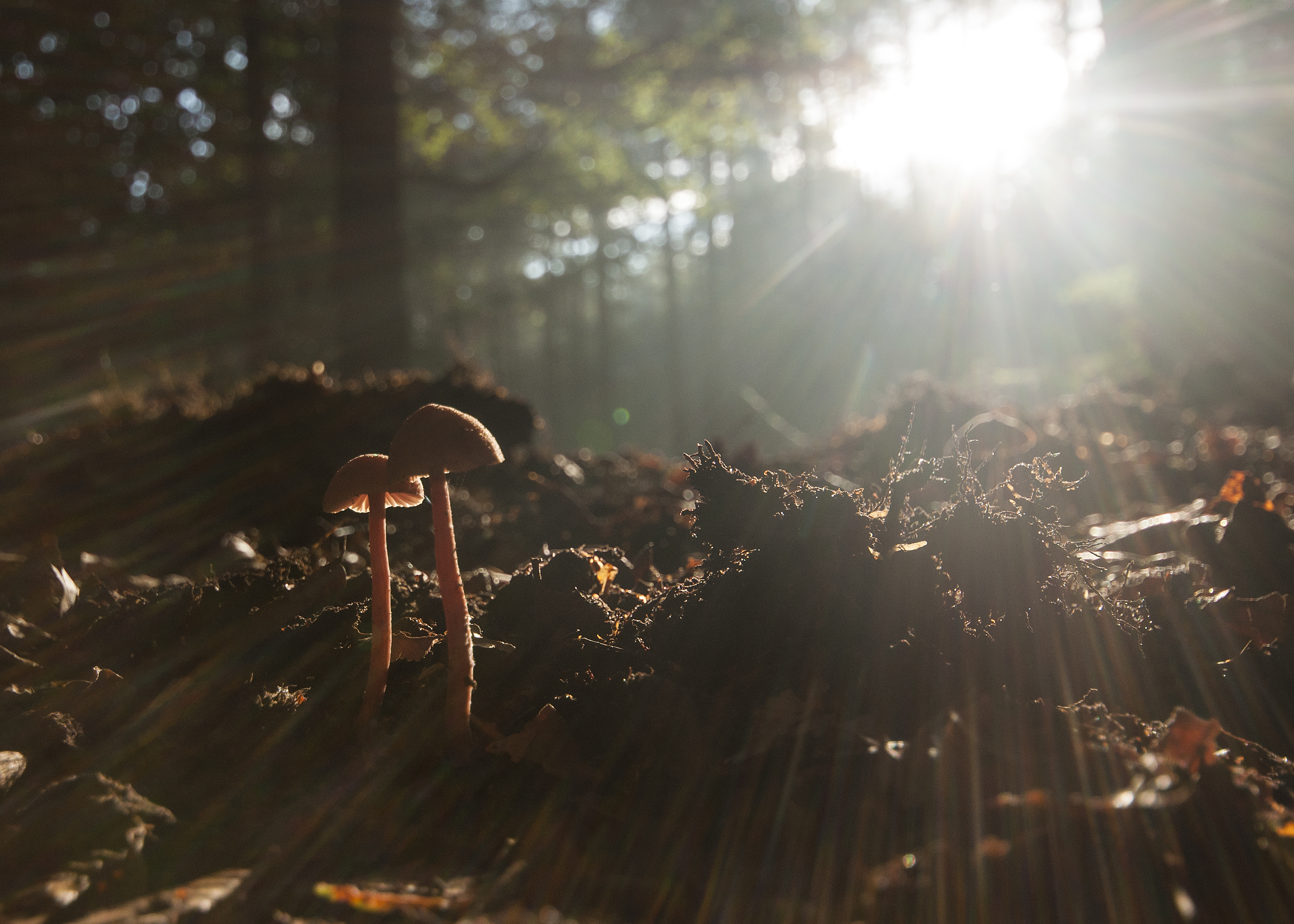 paddenstoelen-op-de-vroege-ochtend