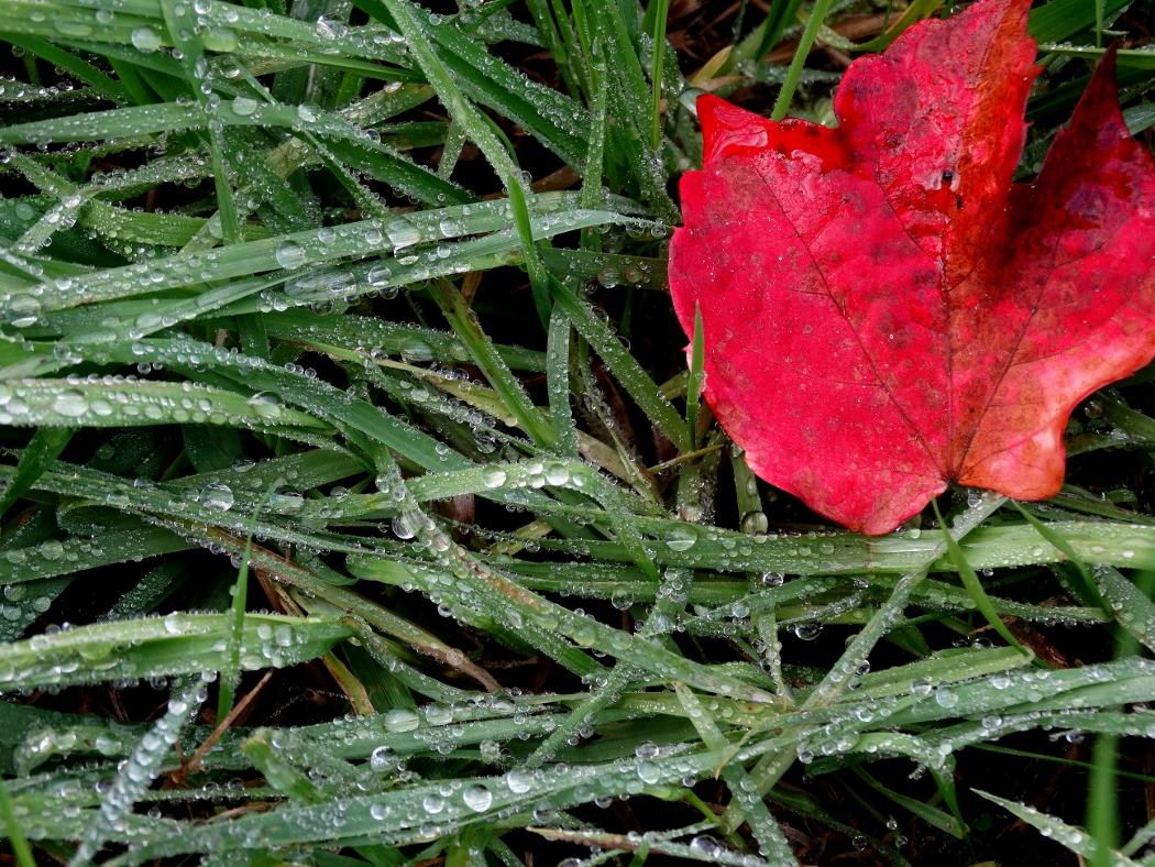 najaar-nat-maar-mooi