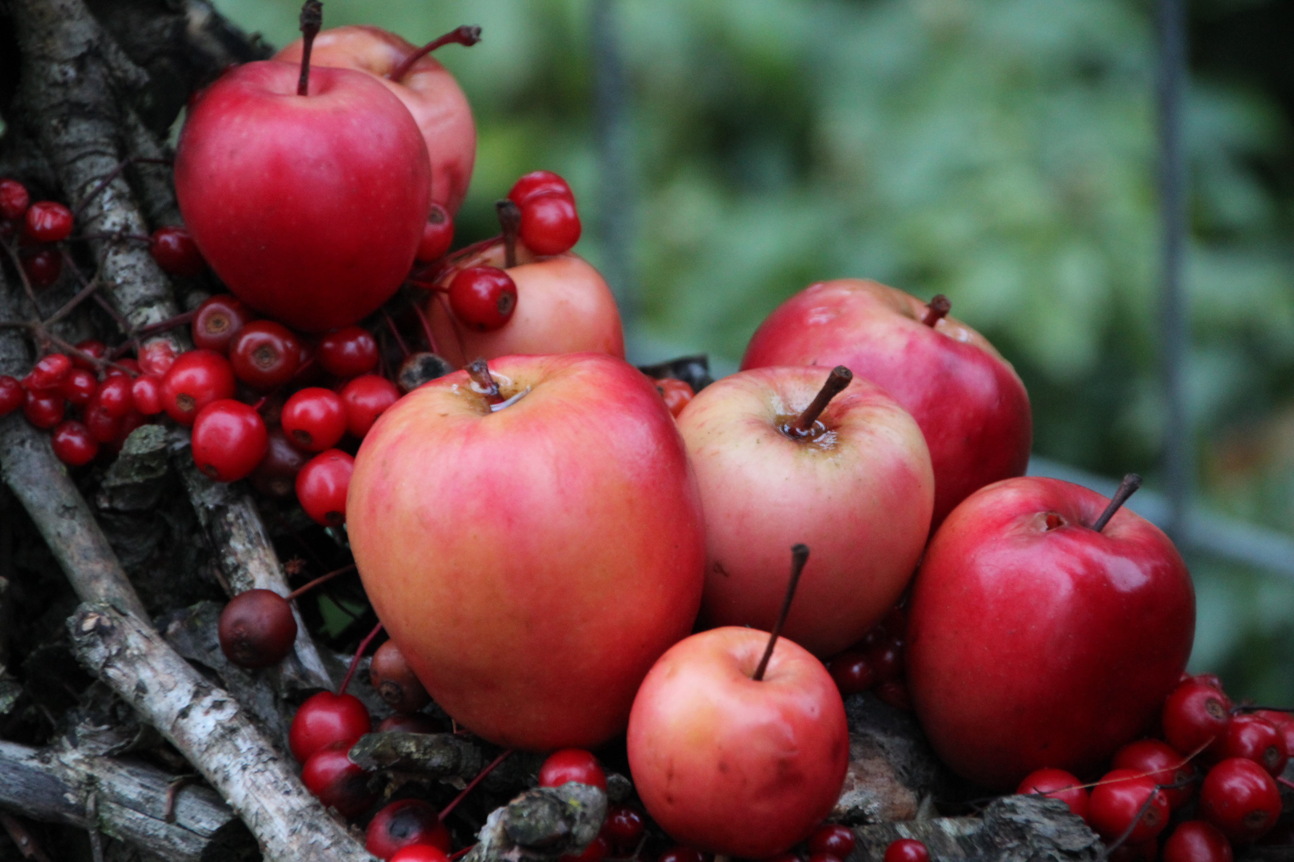appeltjes-van-oranje-1