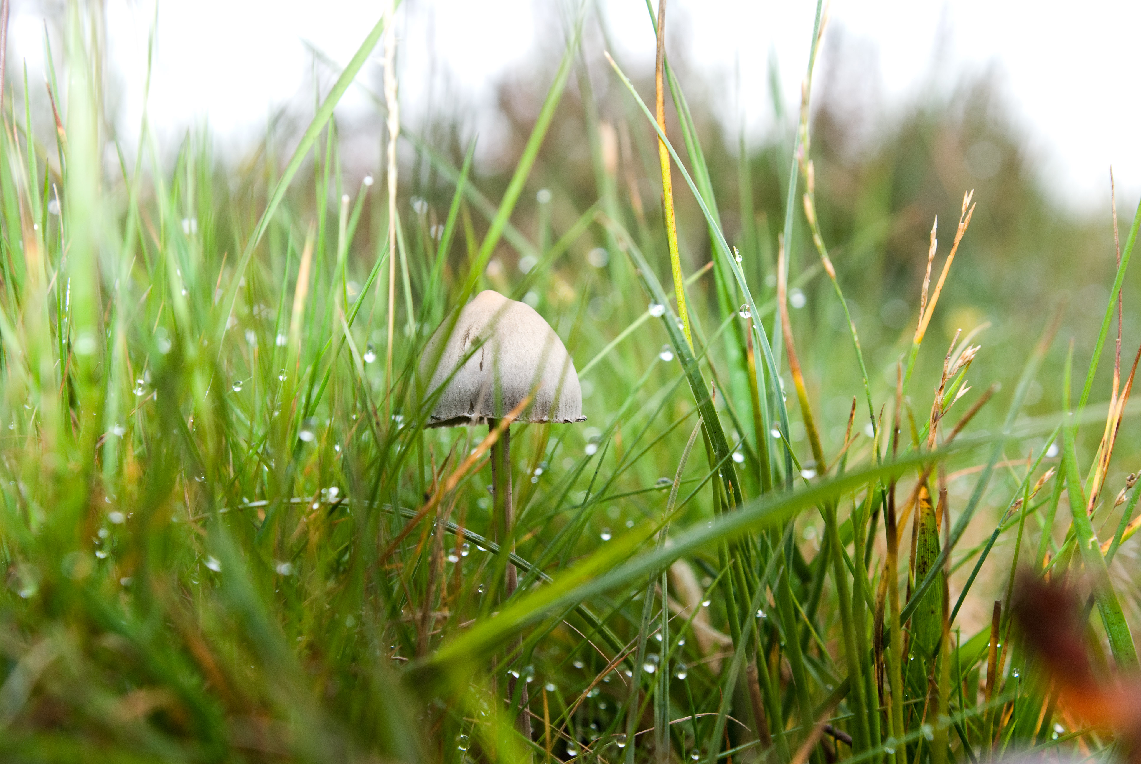 paddestoel-in-de-regen