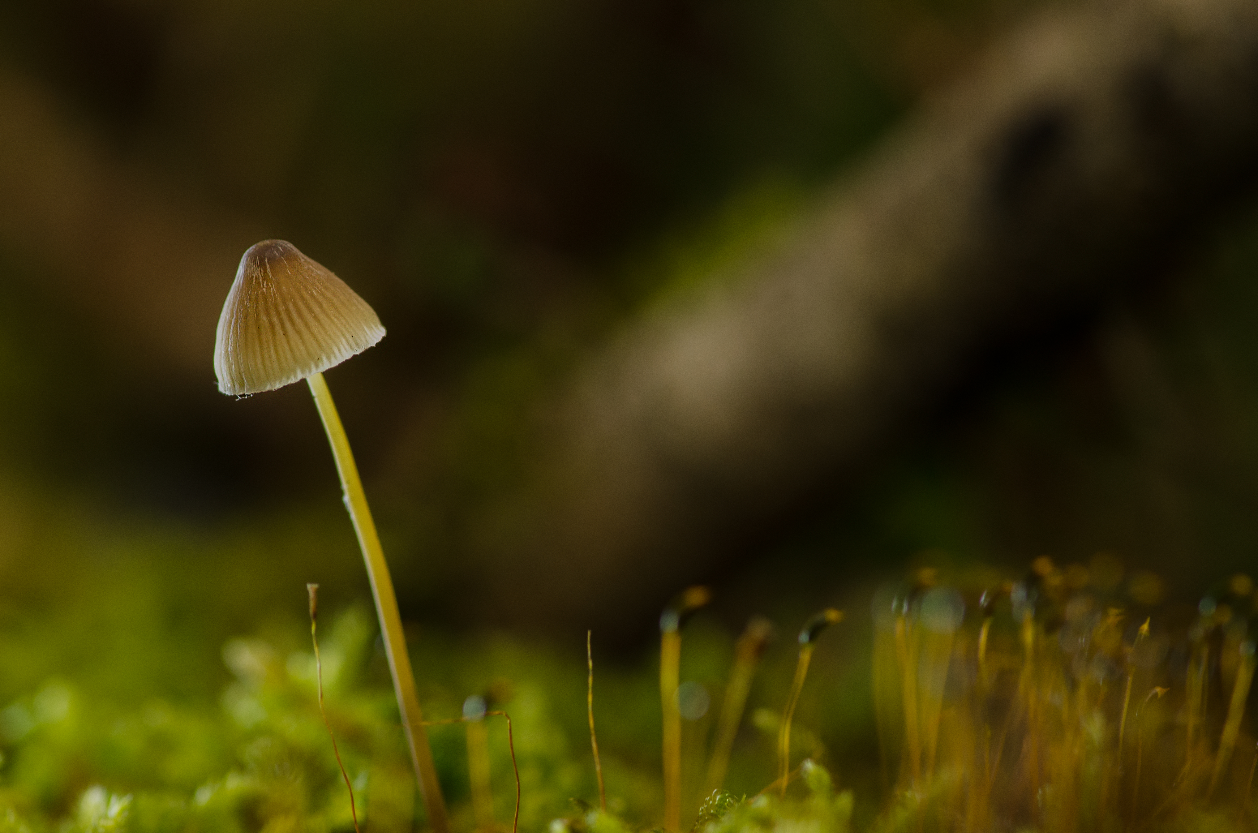 de-sereenheid-van-de-herfst