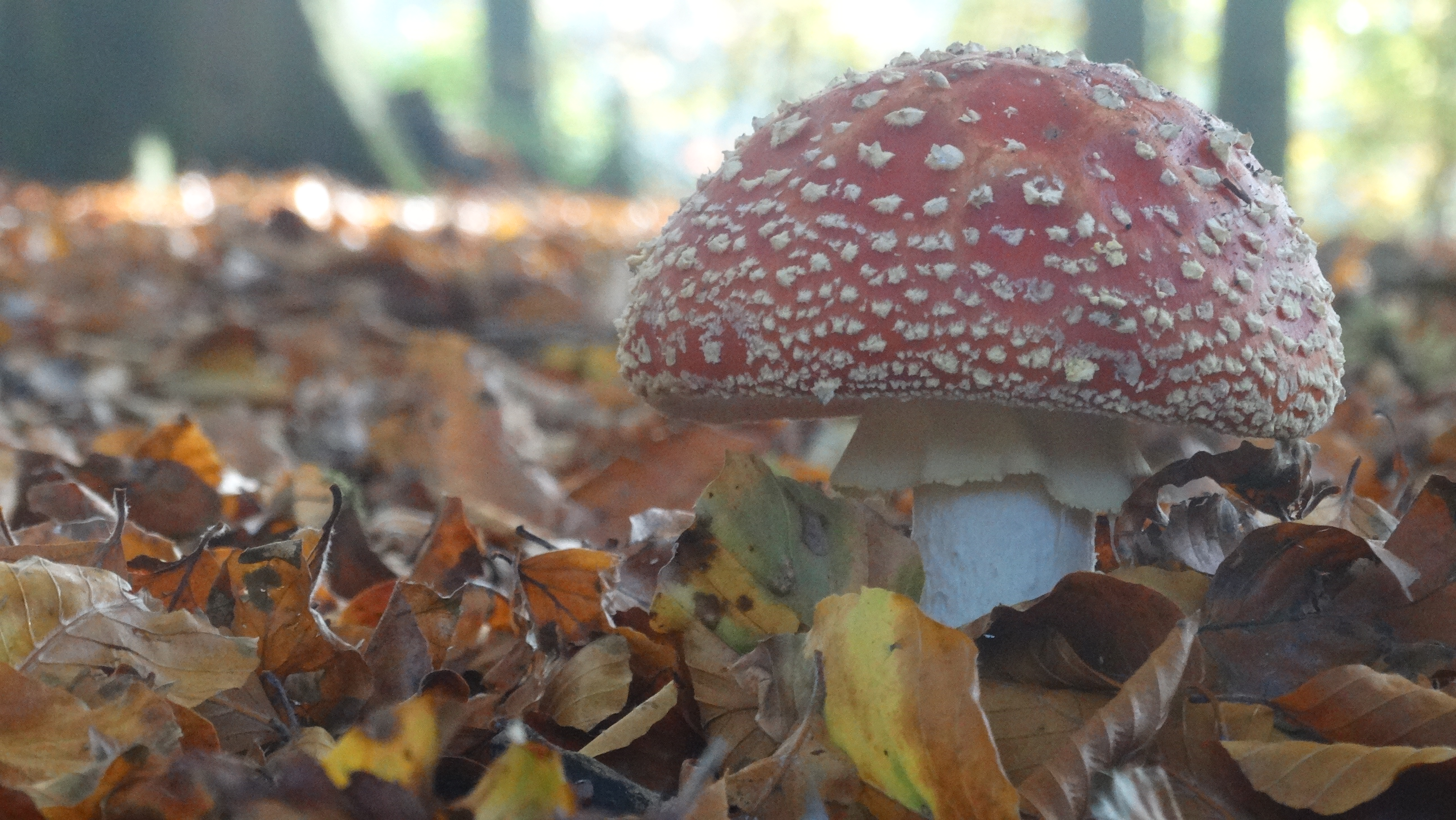 laagbijdegronds-zie-je-de-mooiste-dingen
