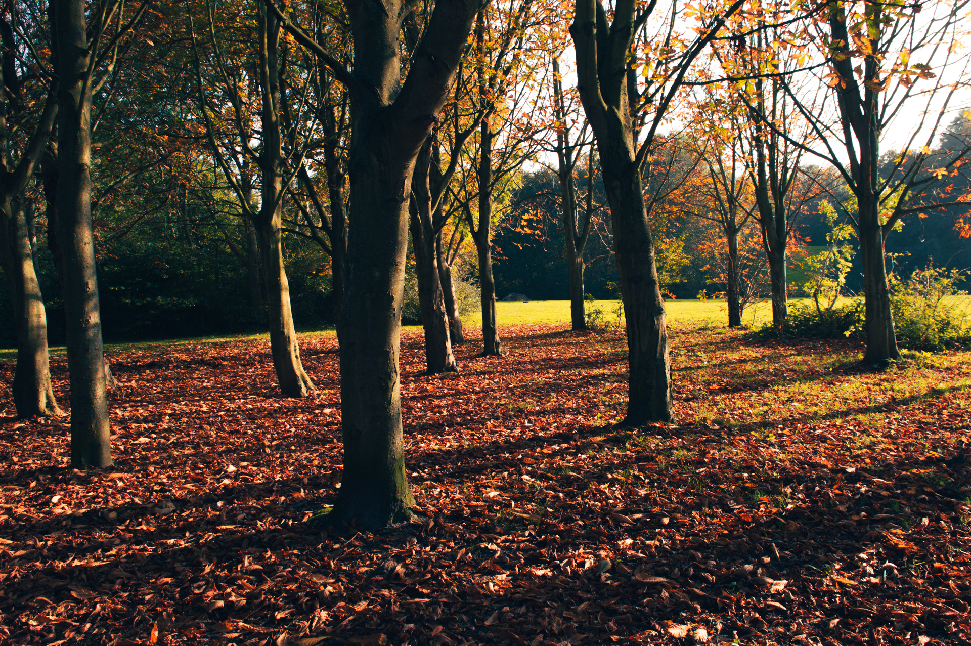 herfst-in-het-park-3