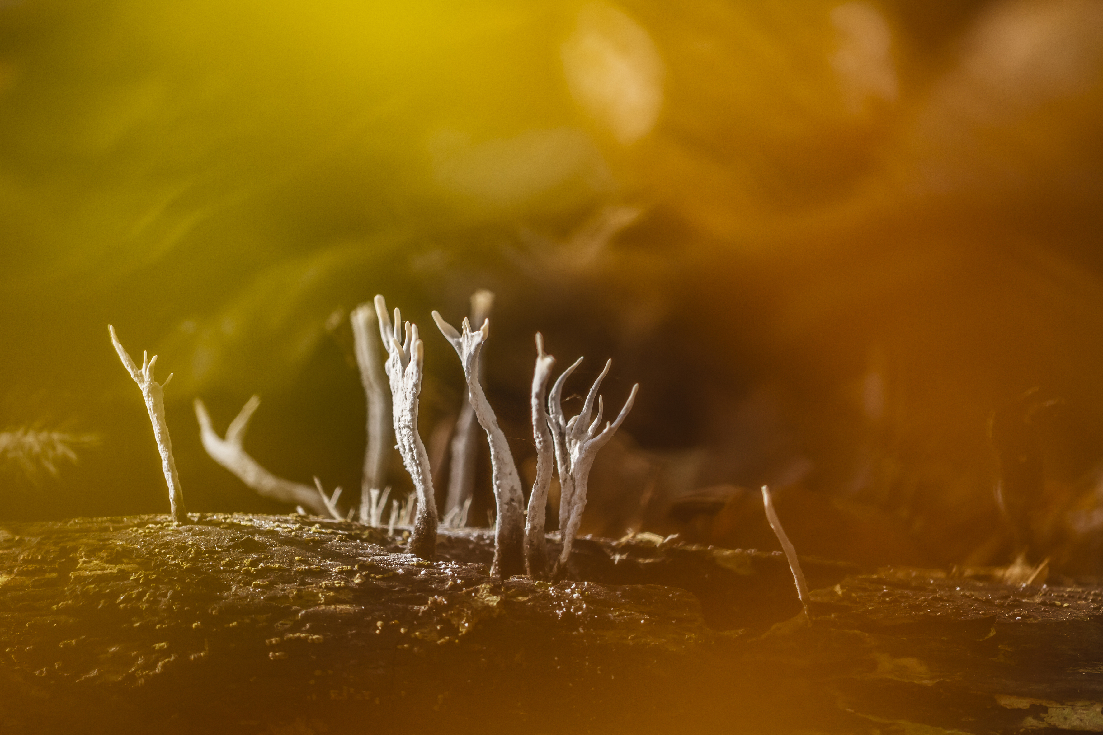 dansende-paddestoelen