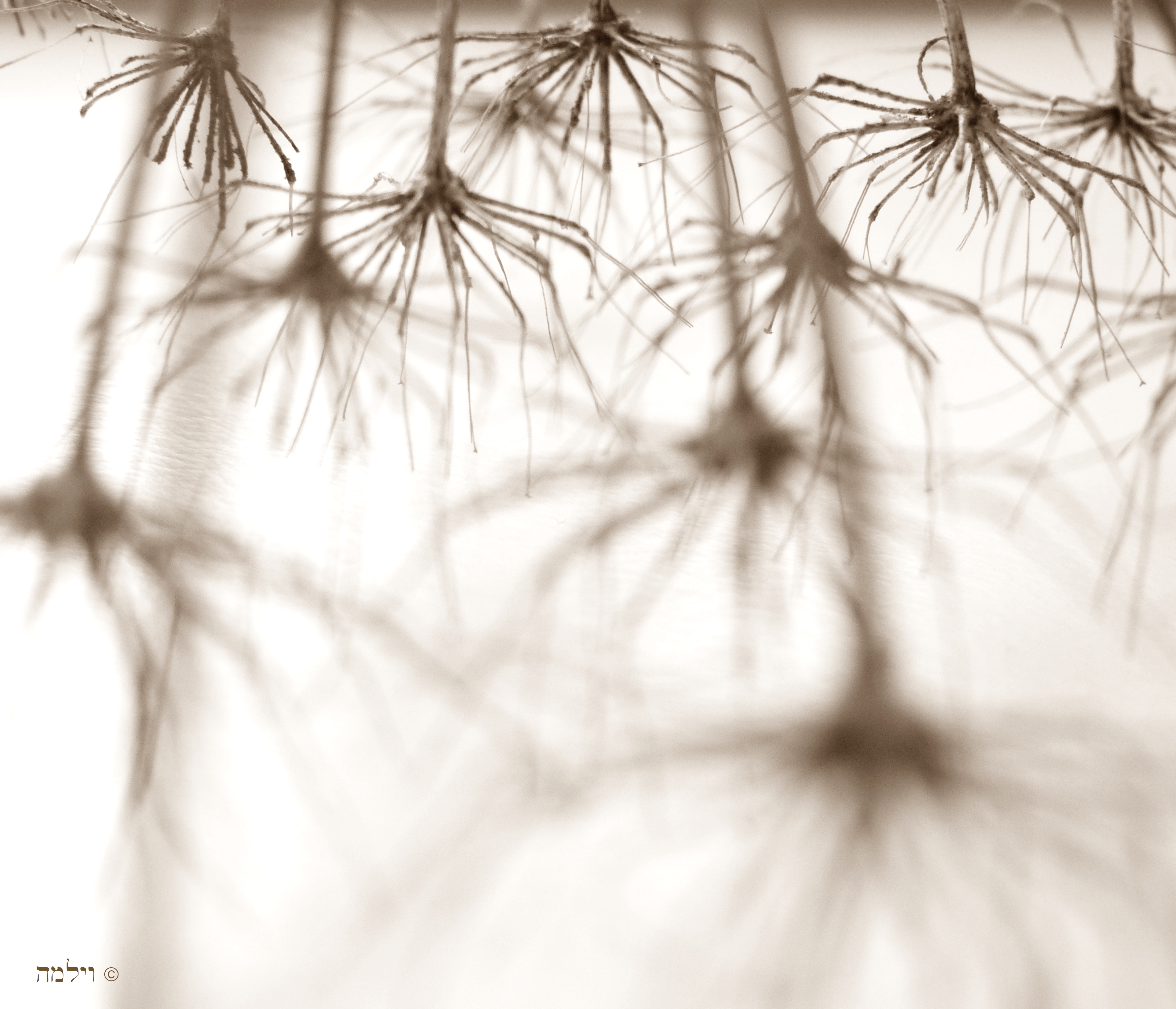 het-zijn-net-spinnetjes