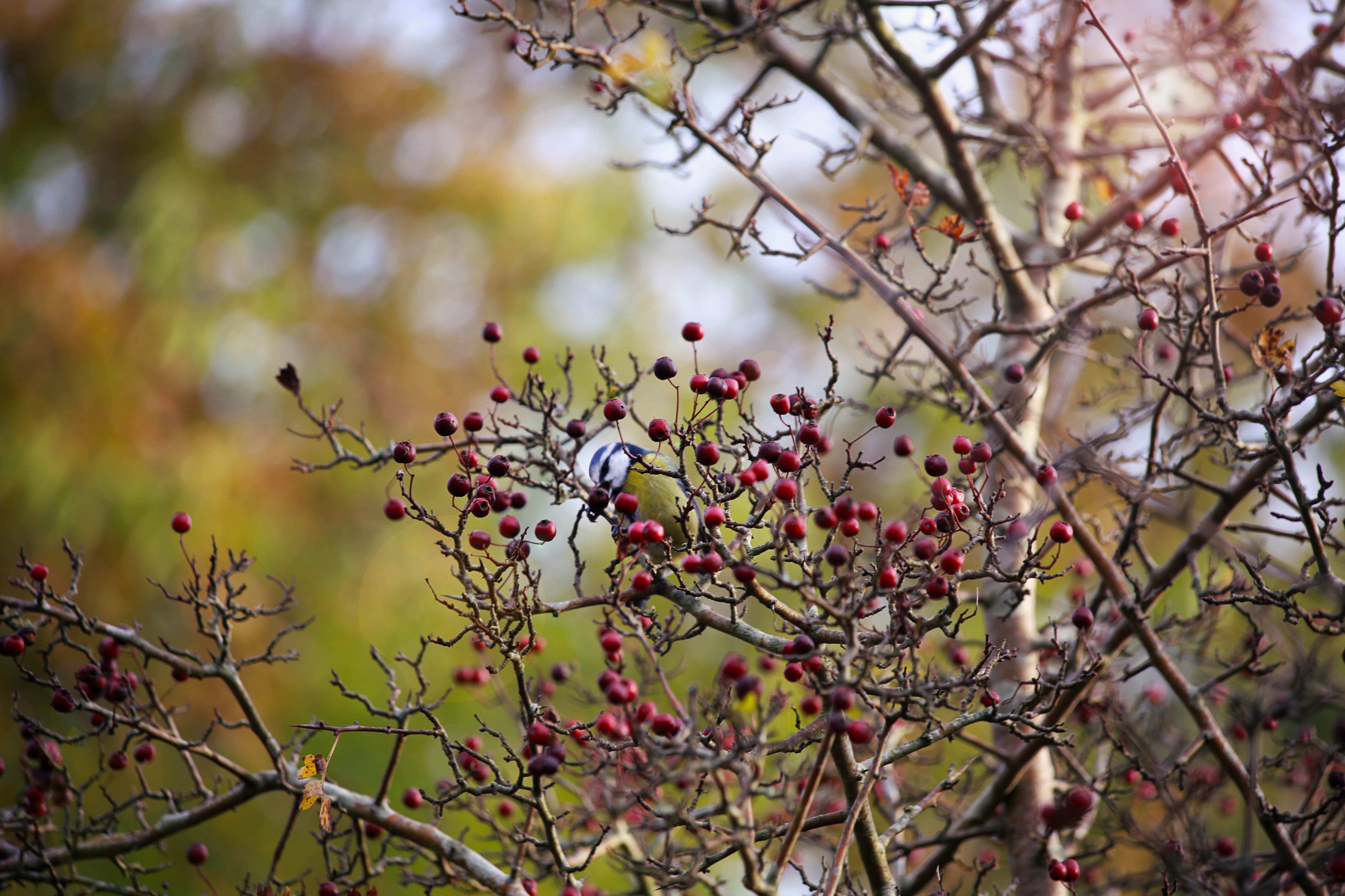 opzoek-naar-voedsel-in-het-najaar