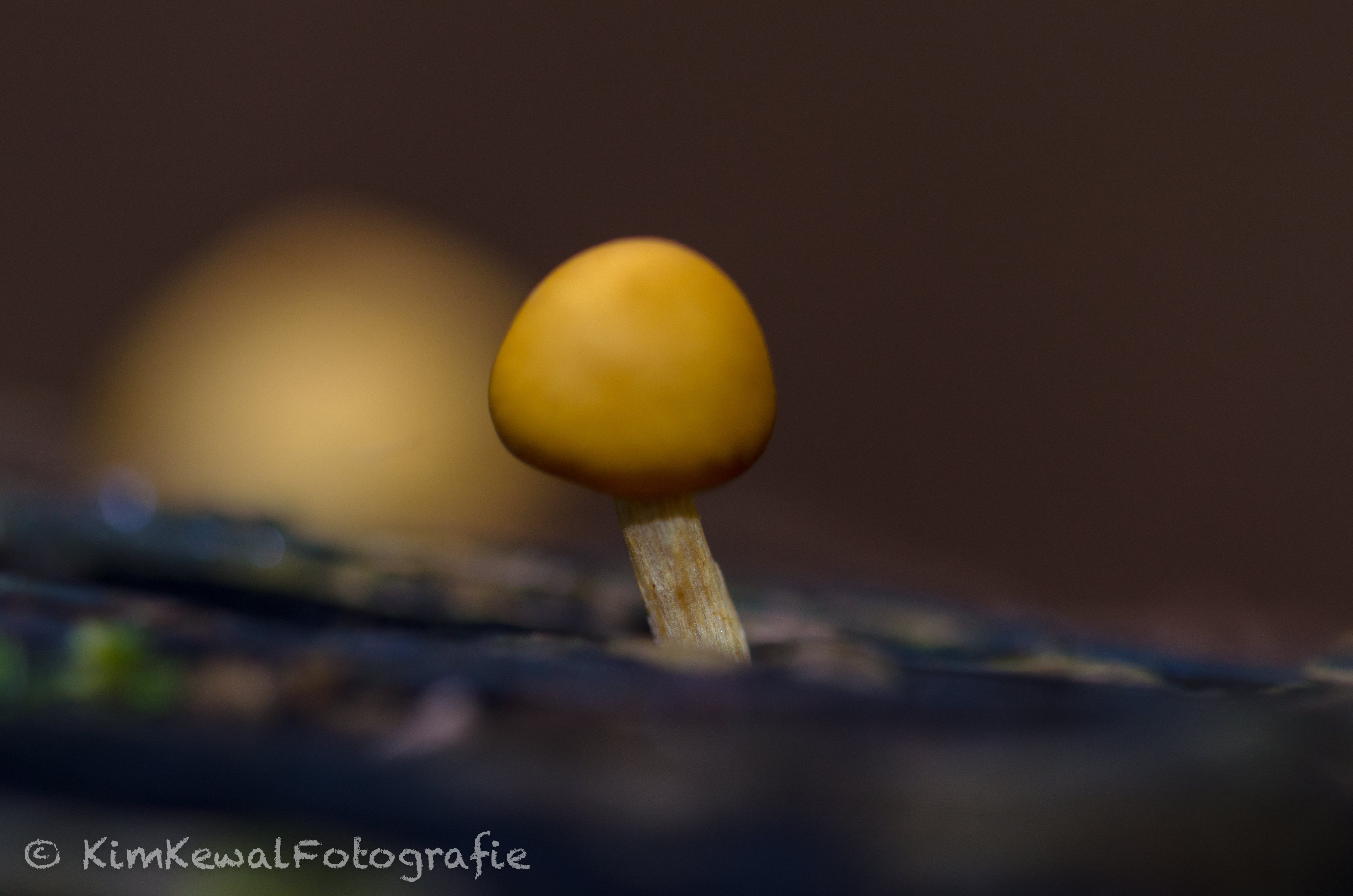 little-mushroom-1