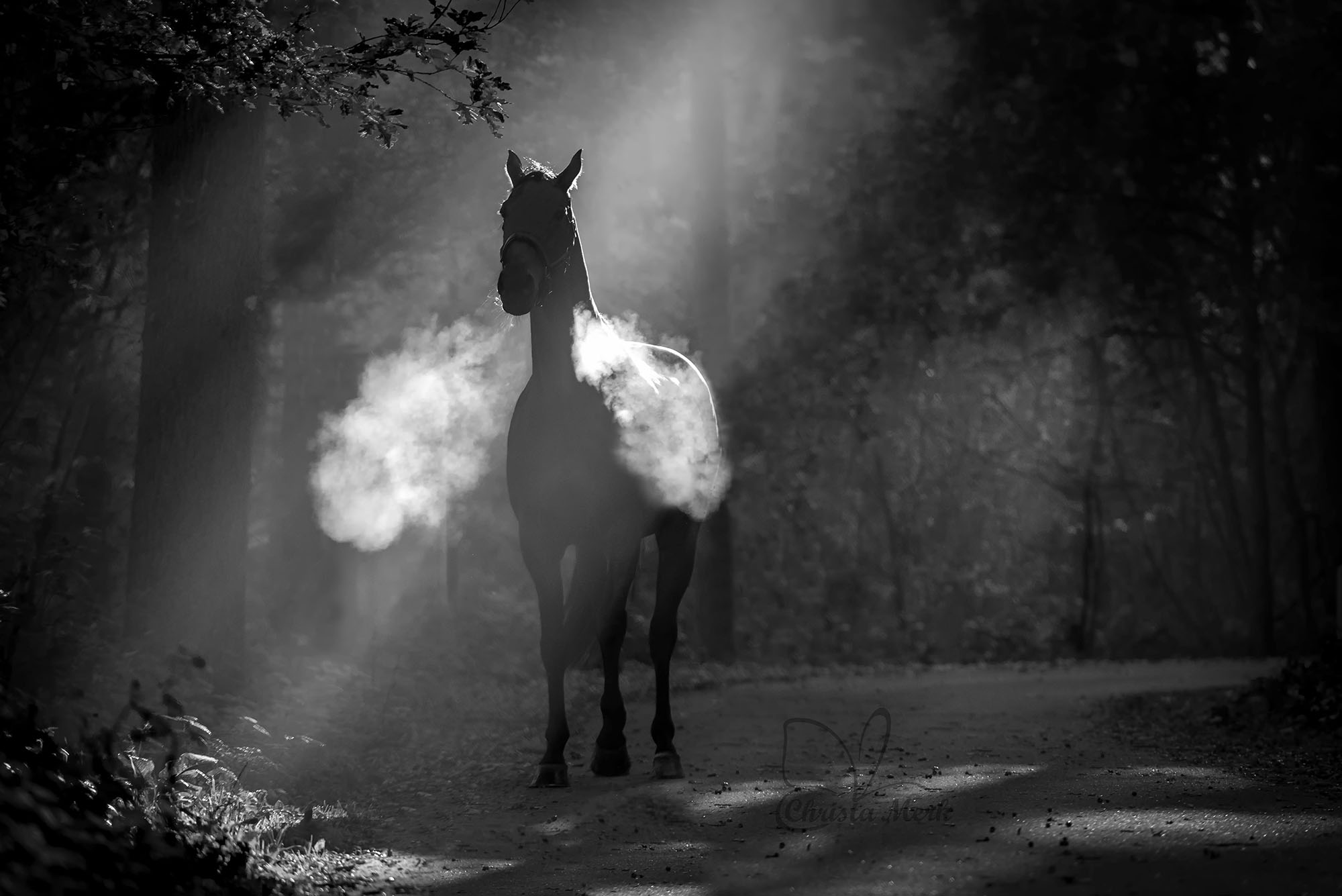 gevangen-in-een-zonnestraal