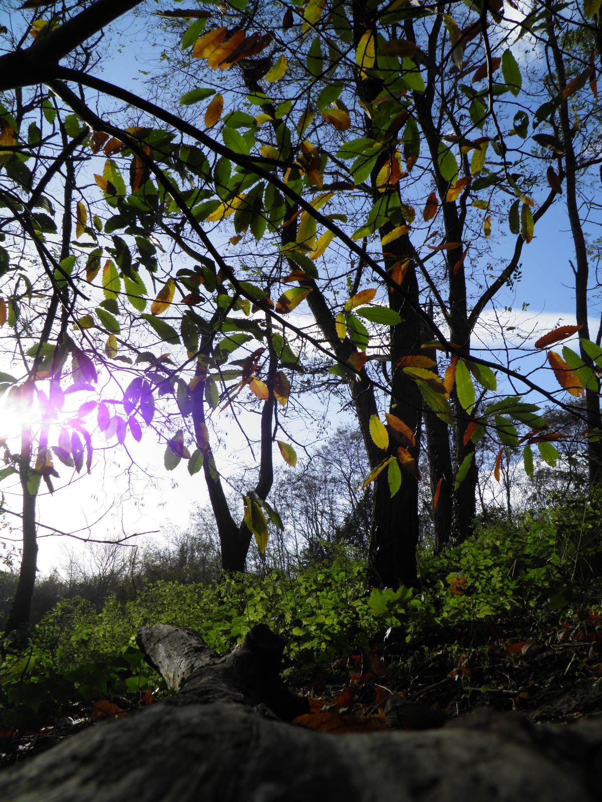 pracht-van-herfstweer