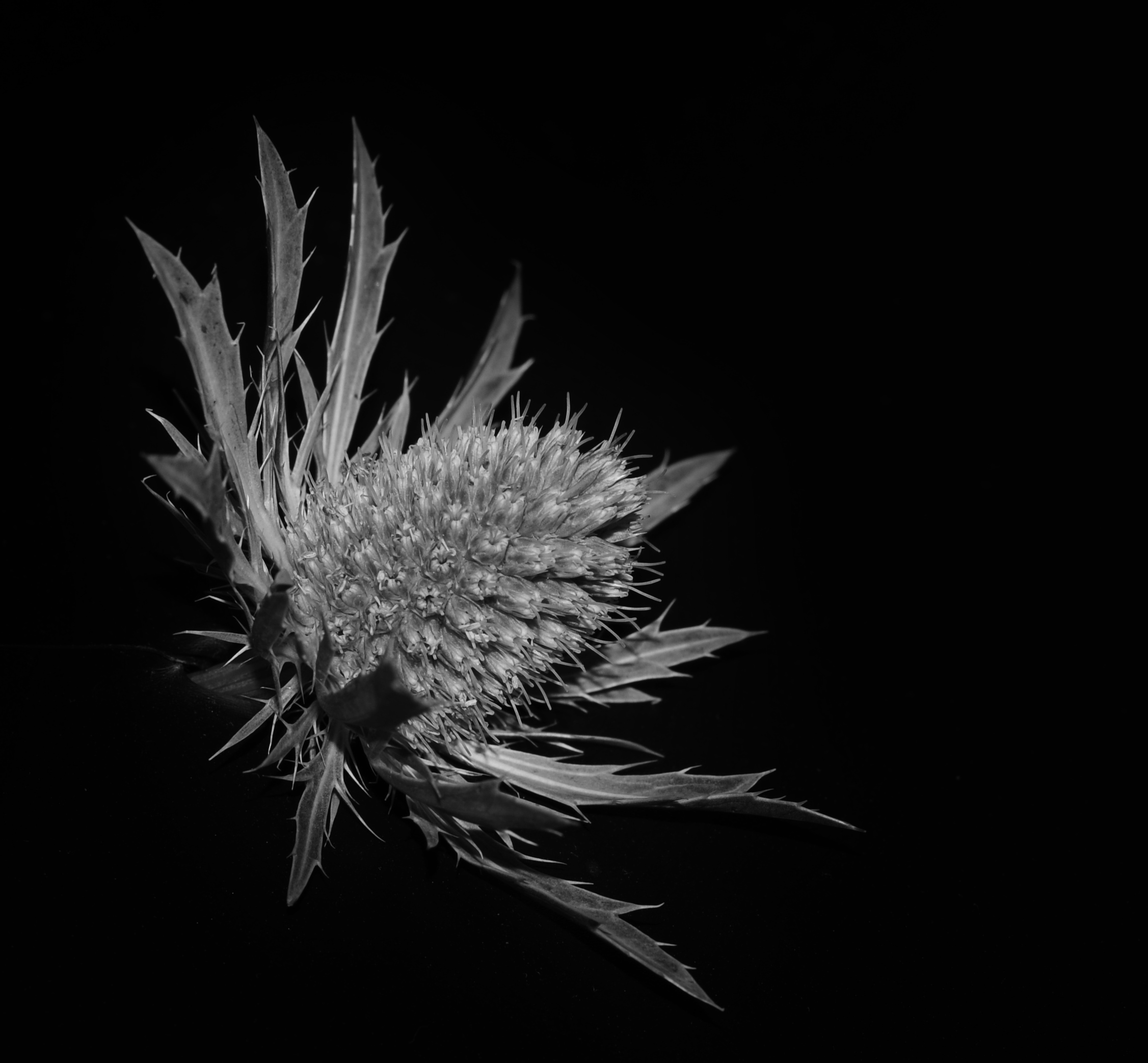flowers-bw